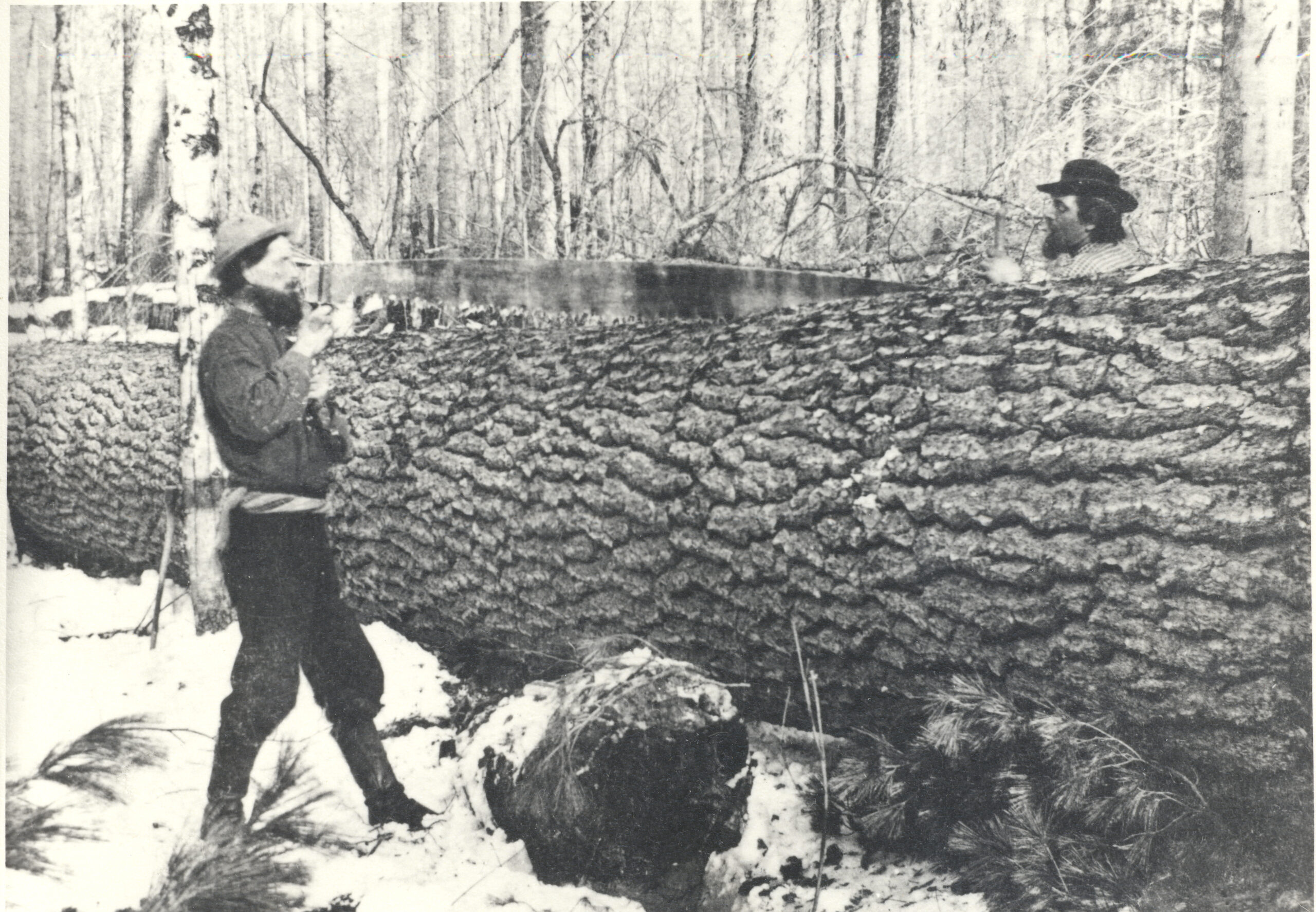 Bucking up a large white pine with a crosscut saw, circa 1890s