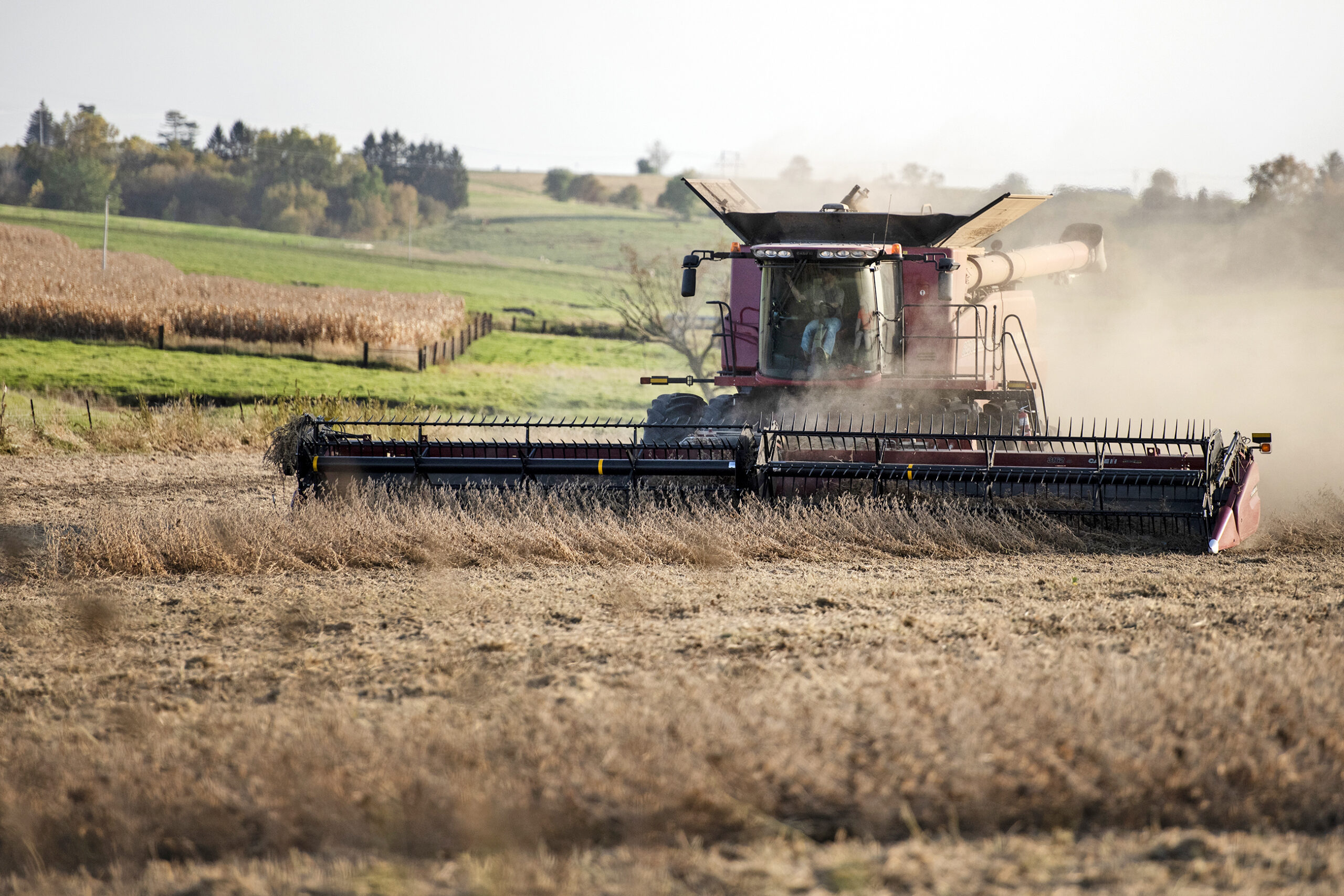 dust flies up behind a combine harvesting soybeans