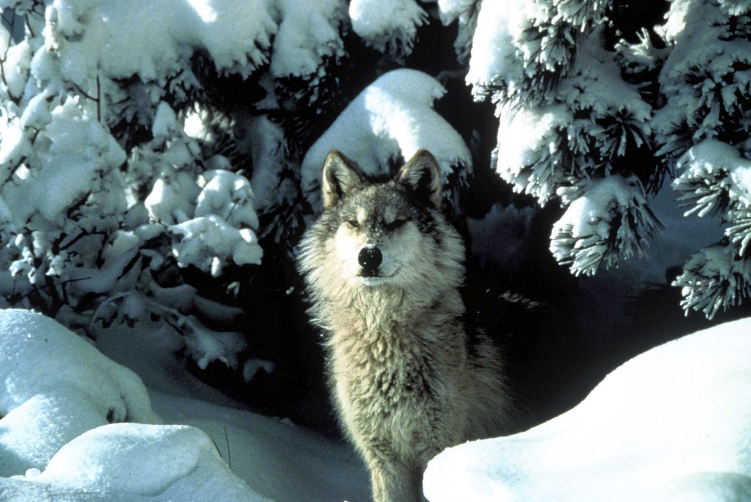 Federal judge declines to issue new injunction on Wisconsin wolf hunt