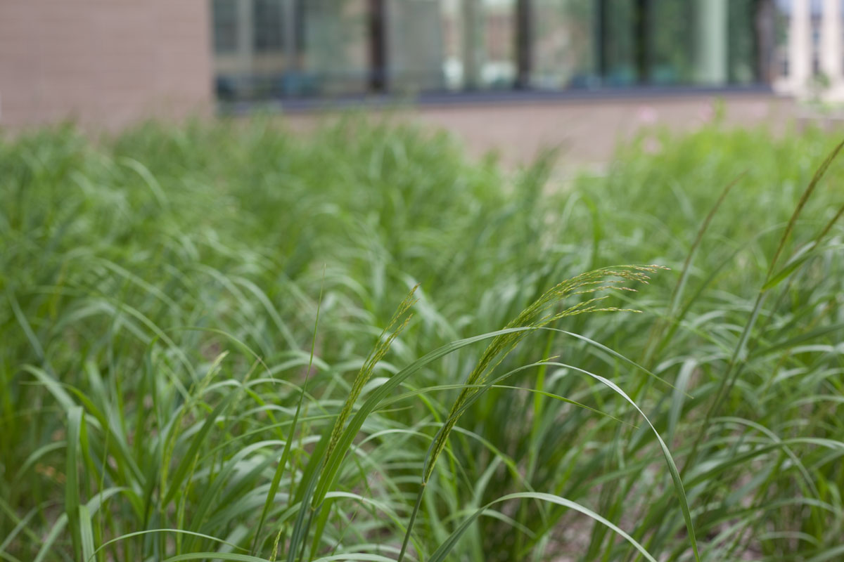 A close-up of green blades of switchgrass growing near the outside of a building.