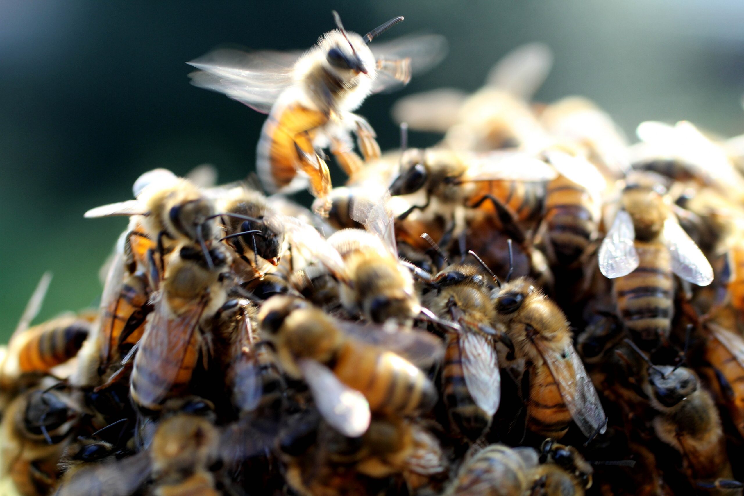 Bees swarm around the queen