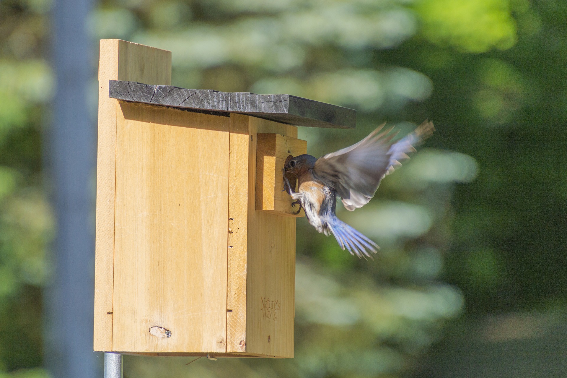 Bluebird flying into bluebird house.