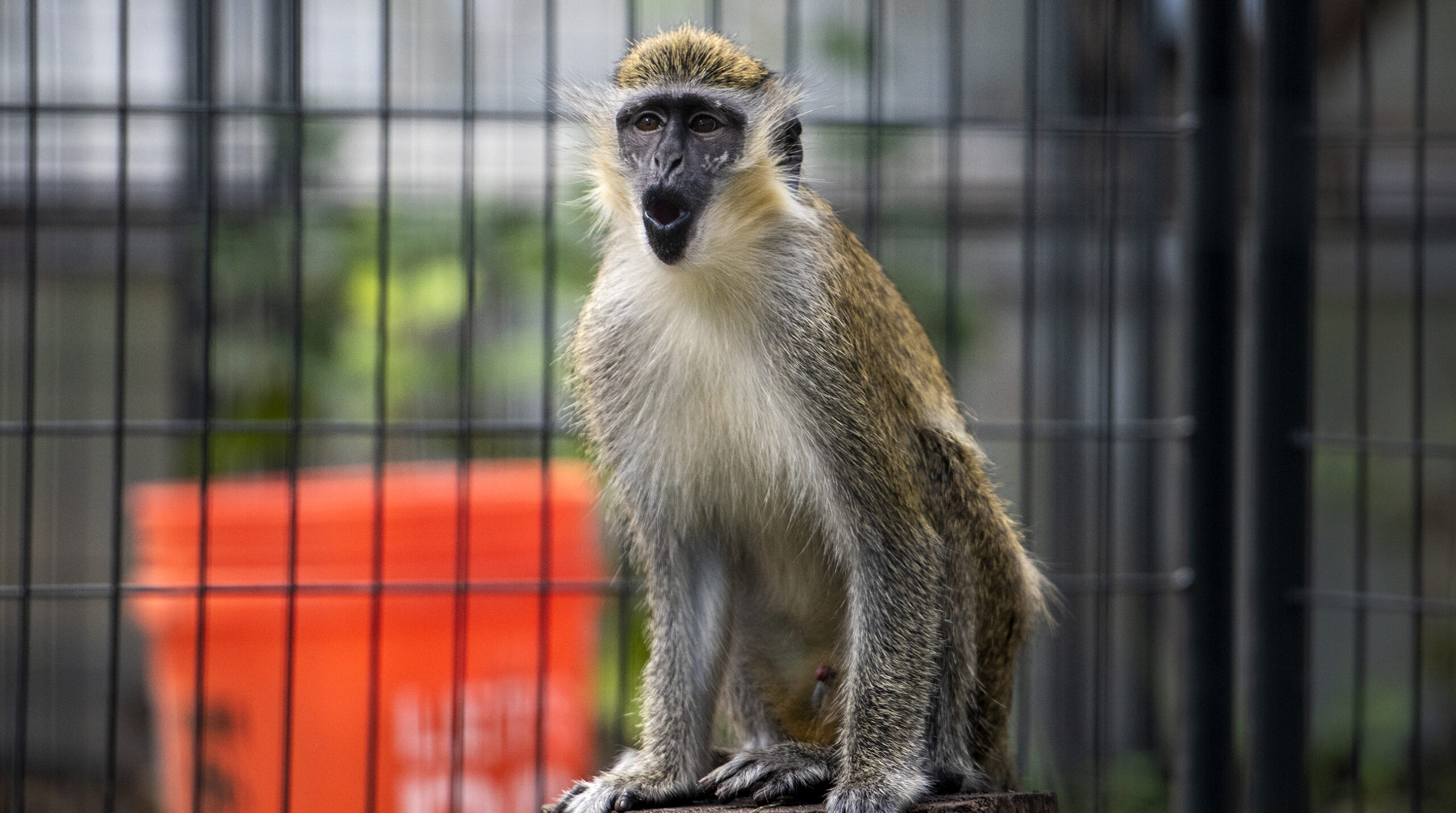 Monkey business: Wisconsin primate sanctuary running out of space