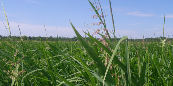 Exploring northern Wisconsin’s cultural history through the foods that shape the region