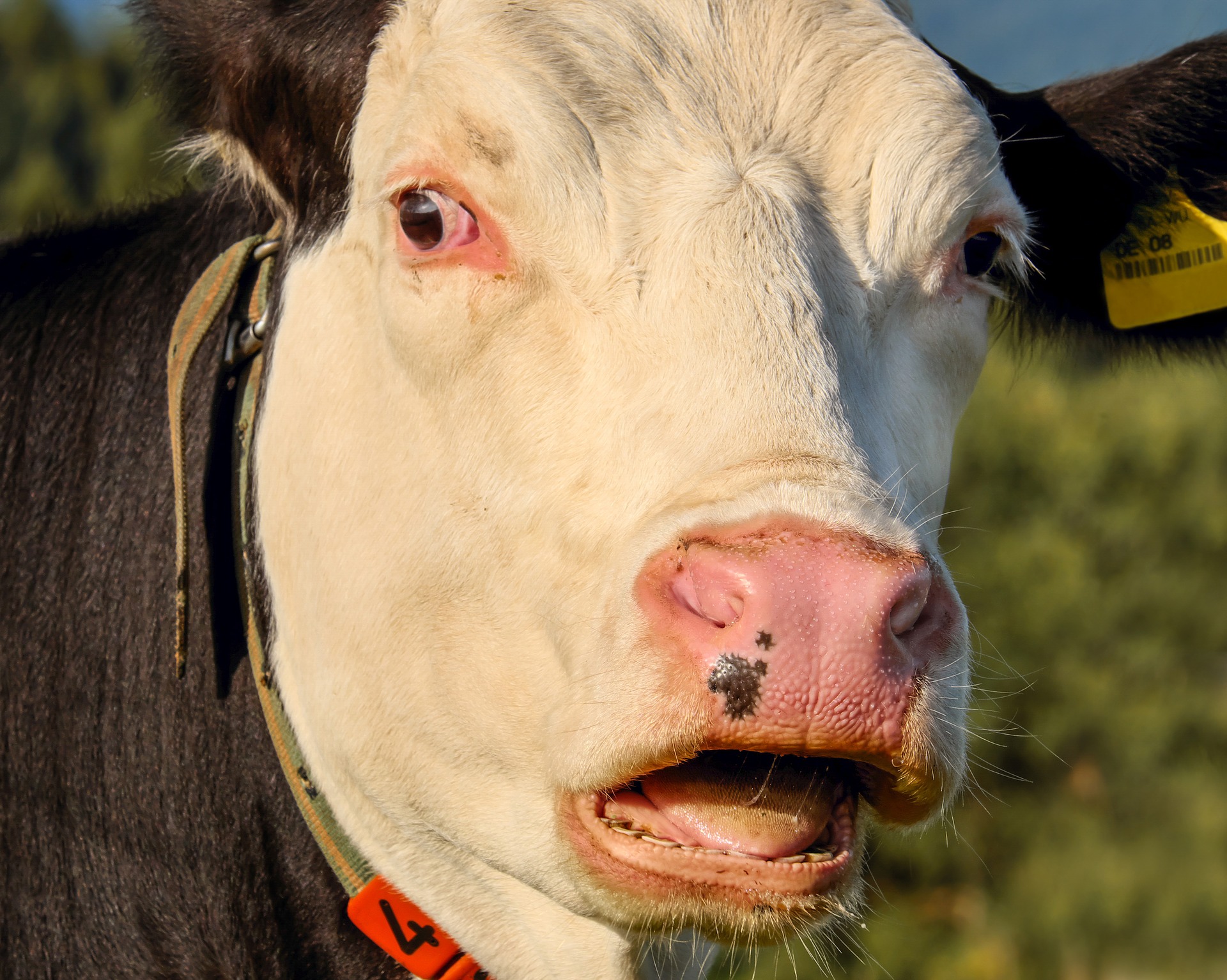 Face of cow with mouth open.