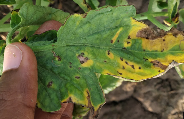 Septoria leaf spot on tomato