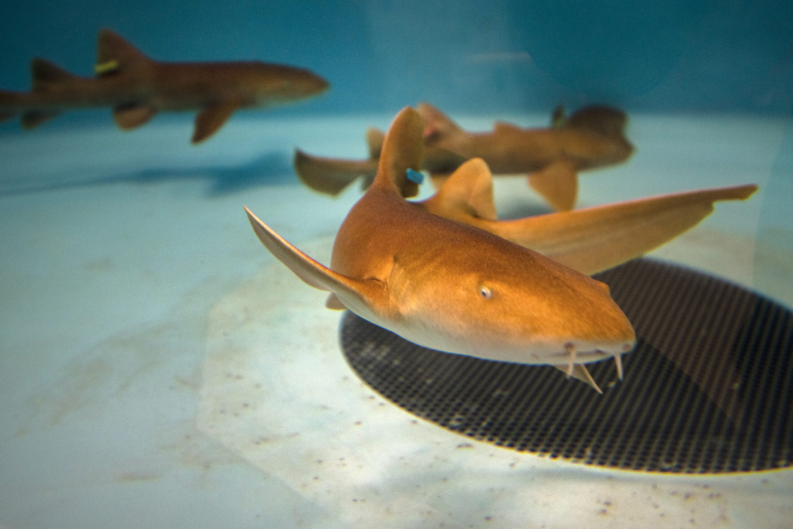 UW researchers look to sharks for new COVID-19 treatment - WPR