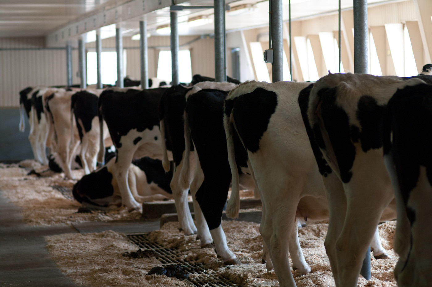 A group of cows standing in the stable stock.