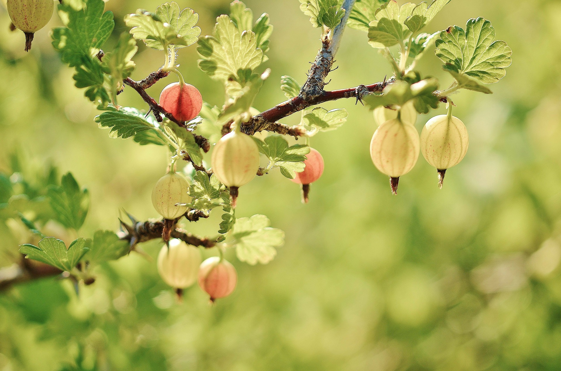 Gooseberry plant in a garden.