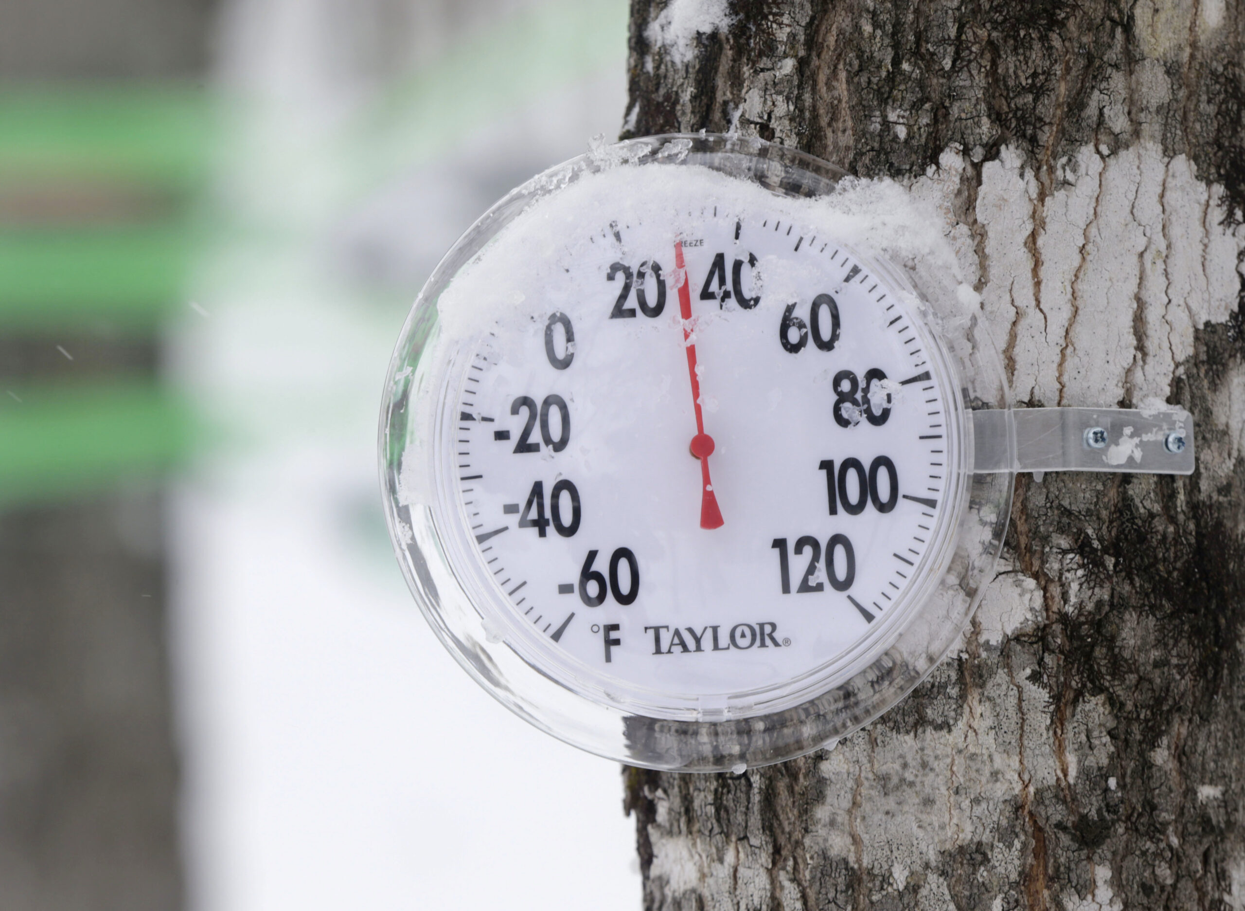 A thermometer is mounted to a maple tree.