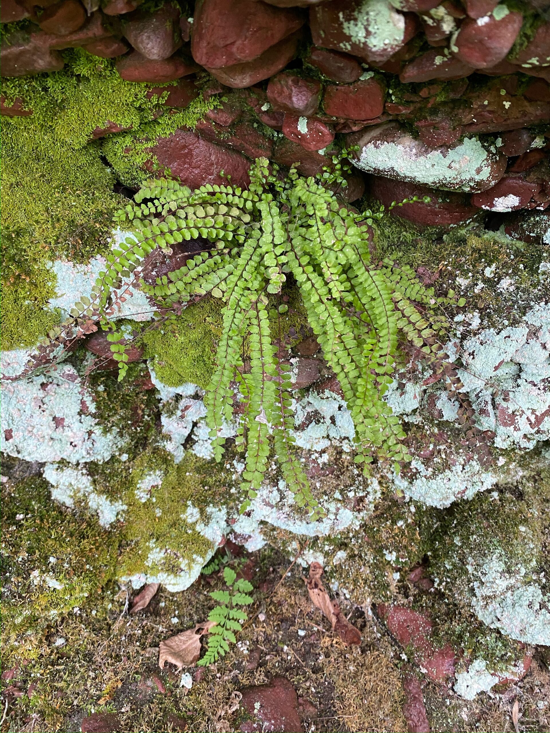 Maidenhair spleenwort is a rare native fern