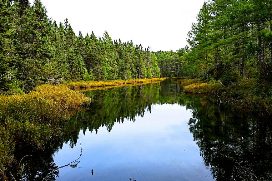 The Northern Highland-American Legion State Forest includes large expanse of hardwood and conifer forest.