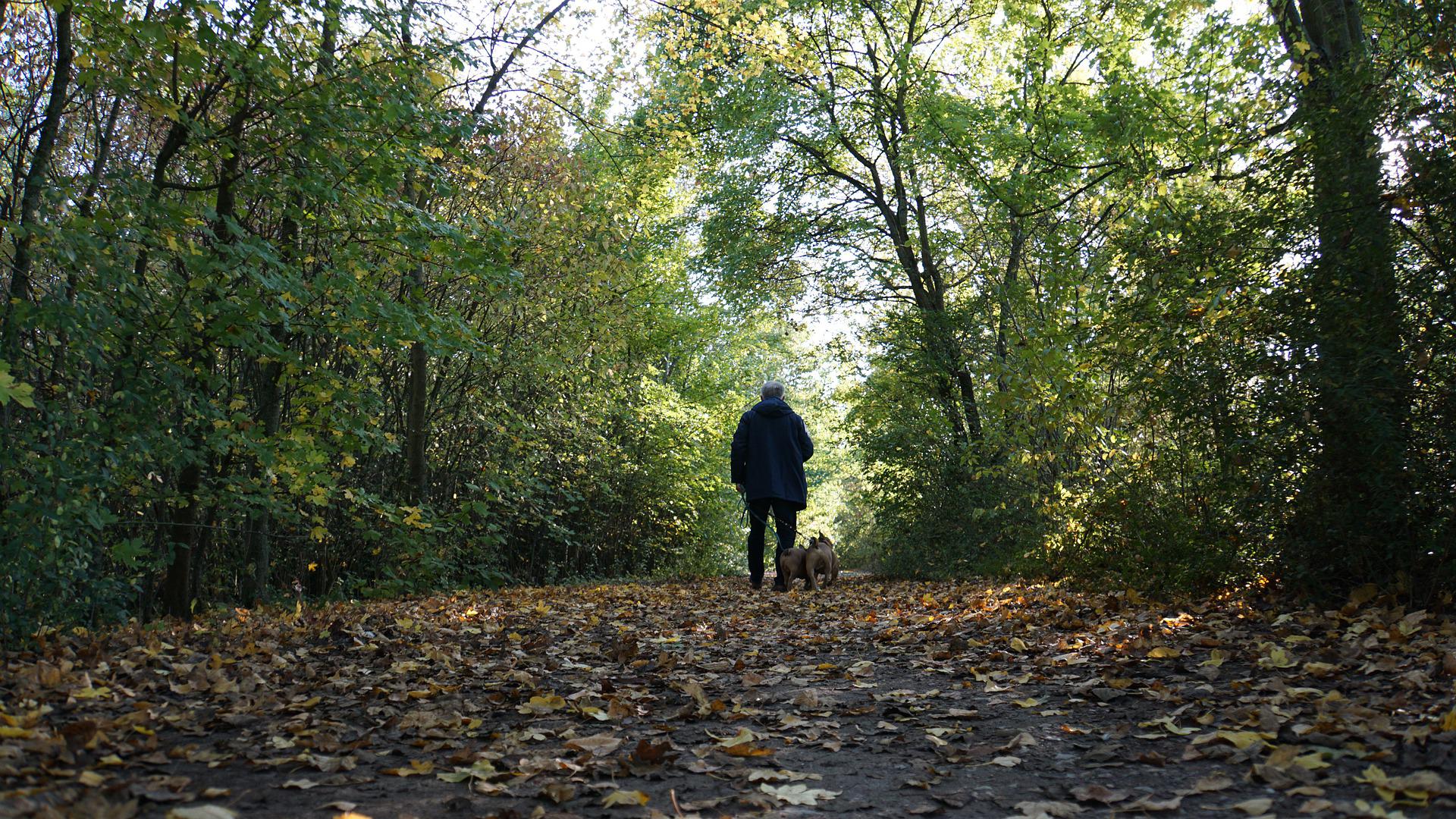 Man walking his dog down a woodland path.
