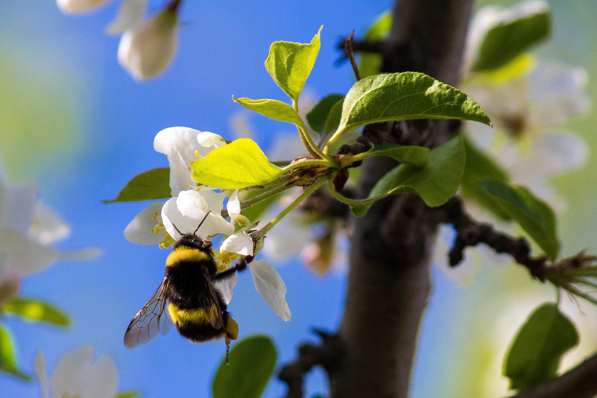 Bumble bee on apple blossom.