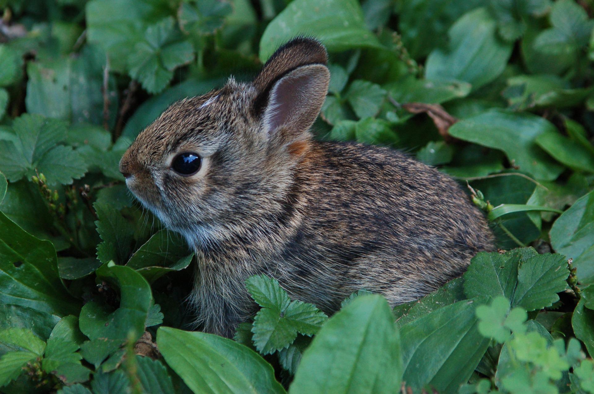 Baby rabbit in greenery.
