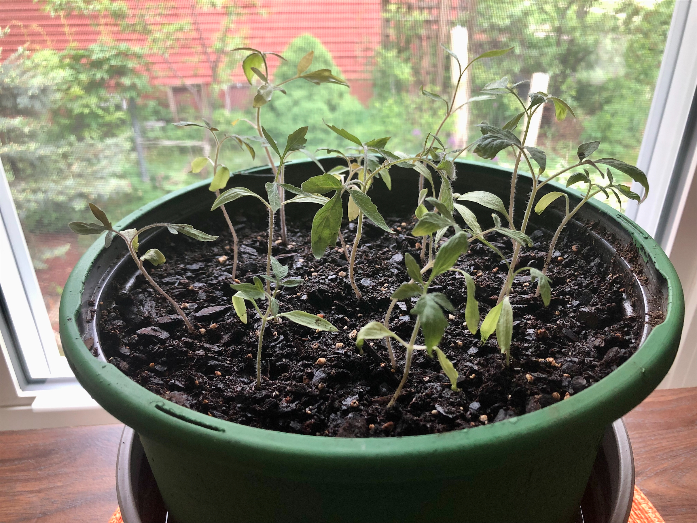 Tomato plants growing