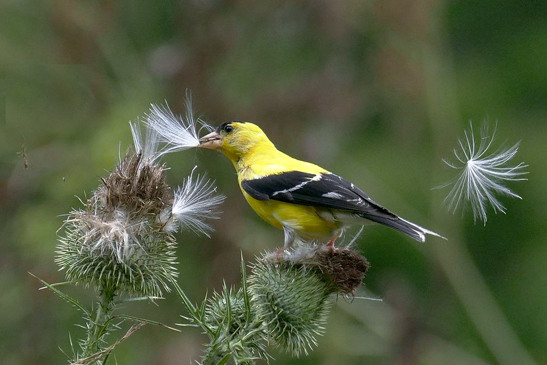 A yellow finch eats a thistle