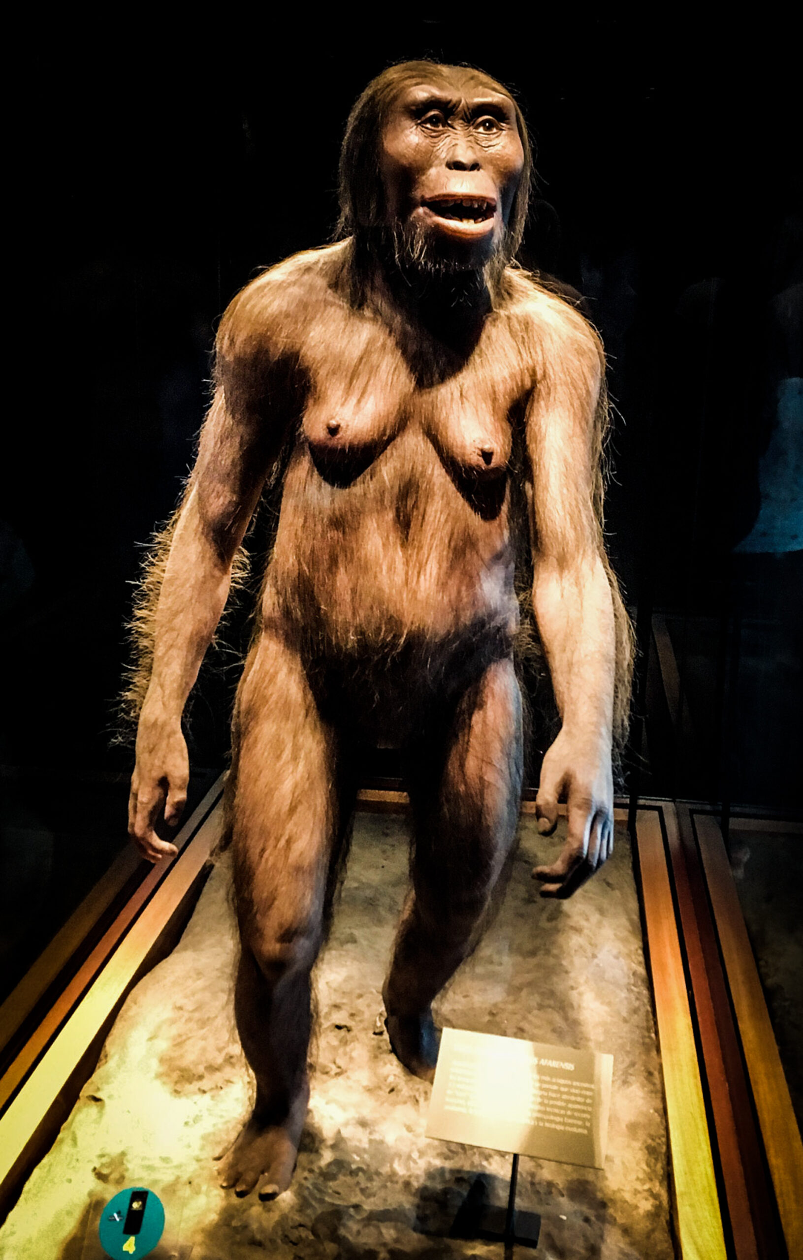 Photo of a statue recreation of Lucy in the Museum of Anthropology and History in Mexico.