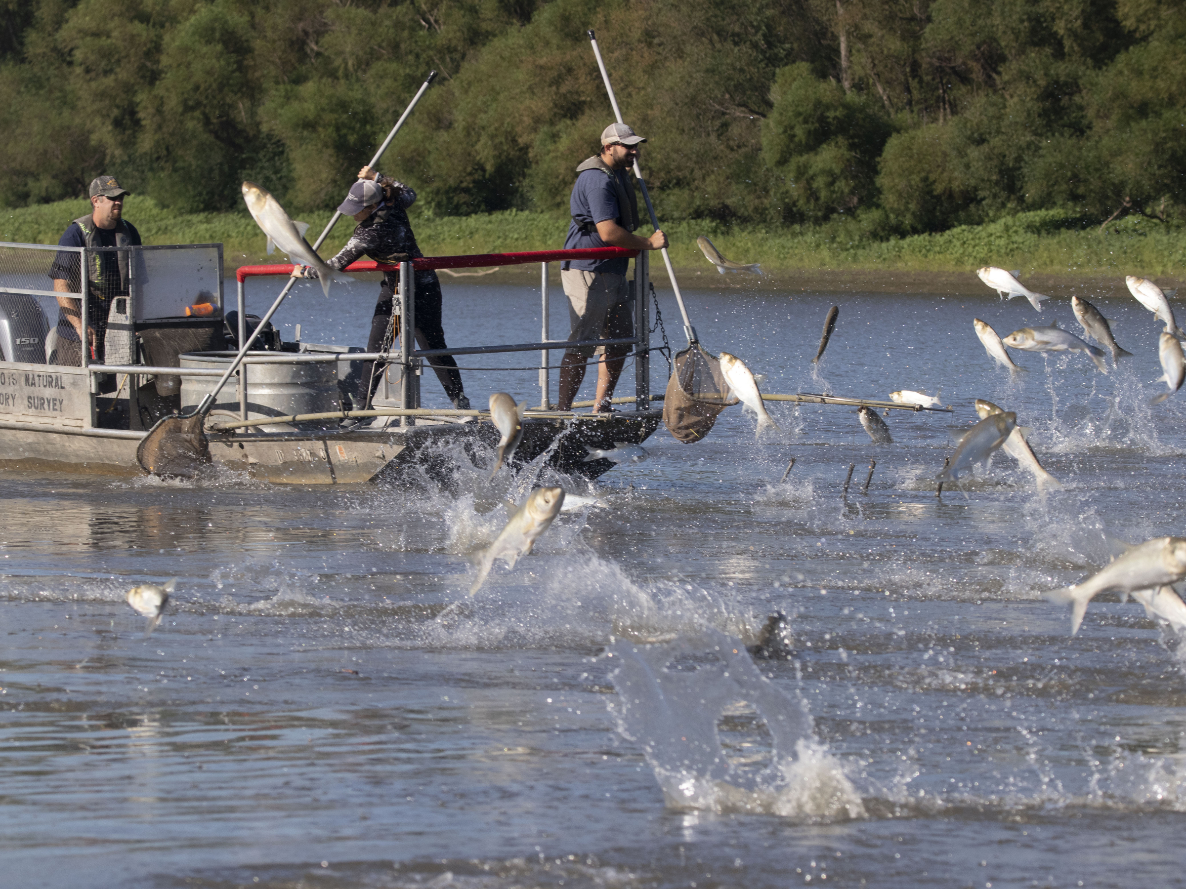 With record catch of invasive carp, wildlife officials keep