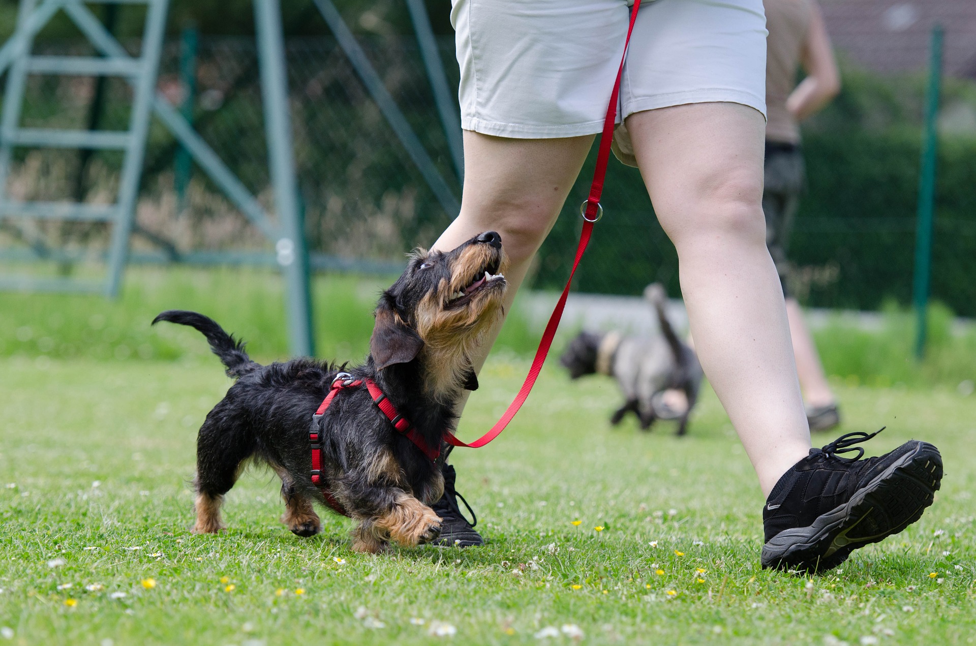 Dog walking on lead.