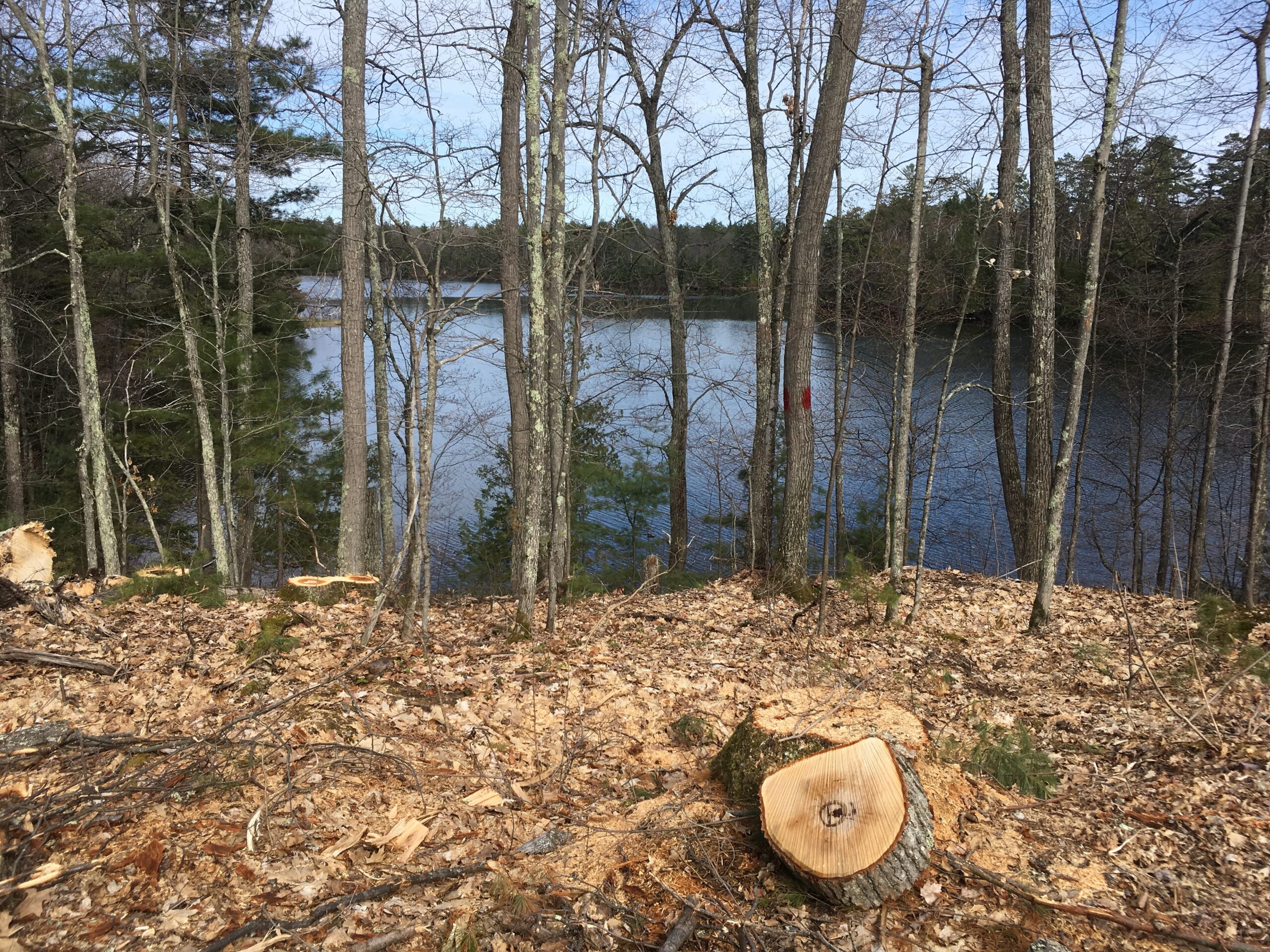 Photo of lakeshore showing harvested and marked trees