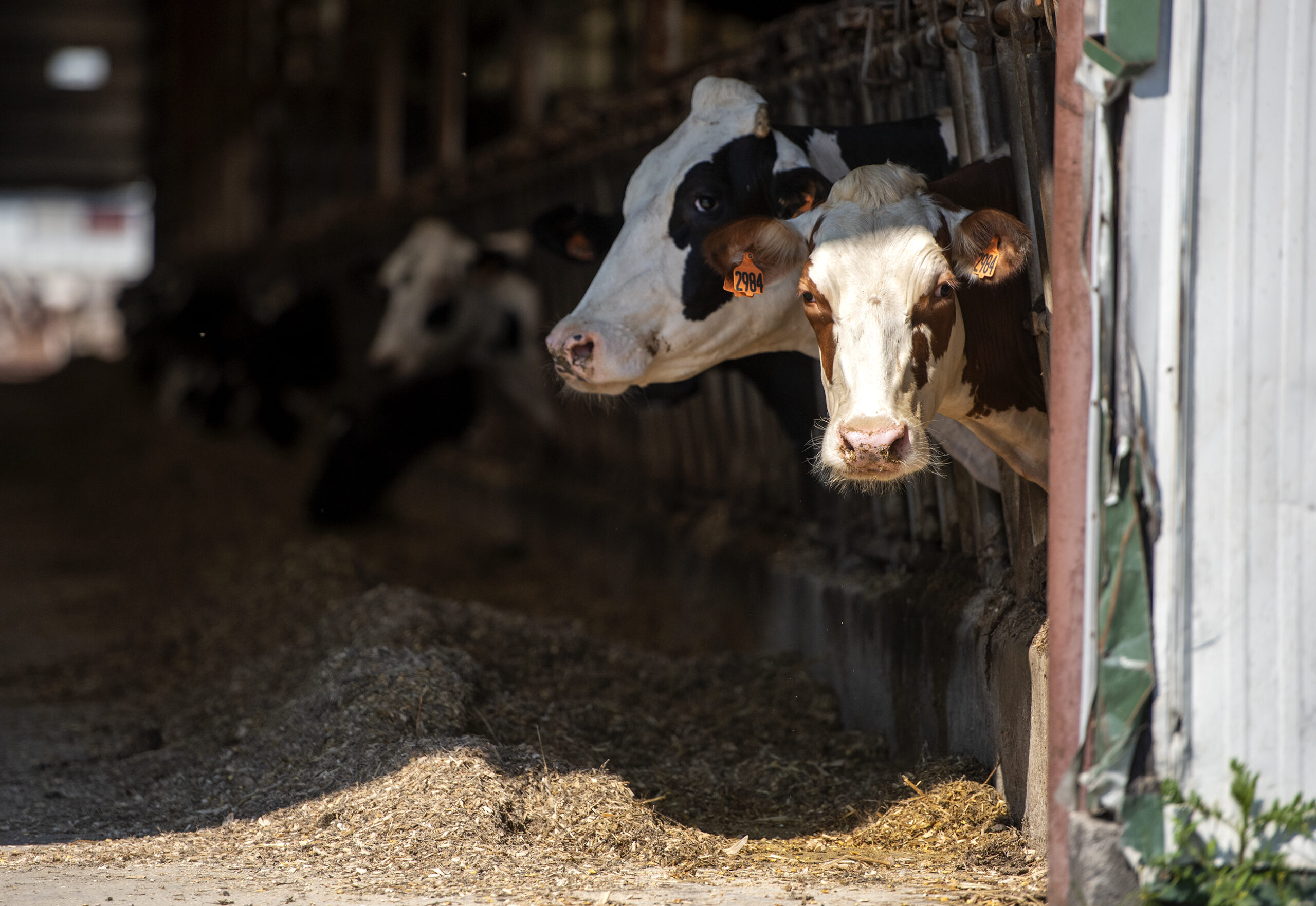 A cow with brown spots sticks its head into the sunshine from inside of a barn.