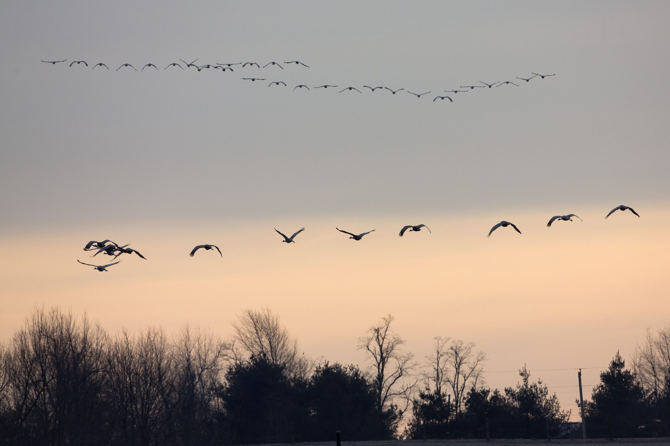 As millions of birds migrate across the state, our windows pose a threat