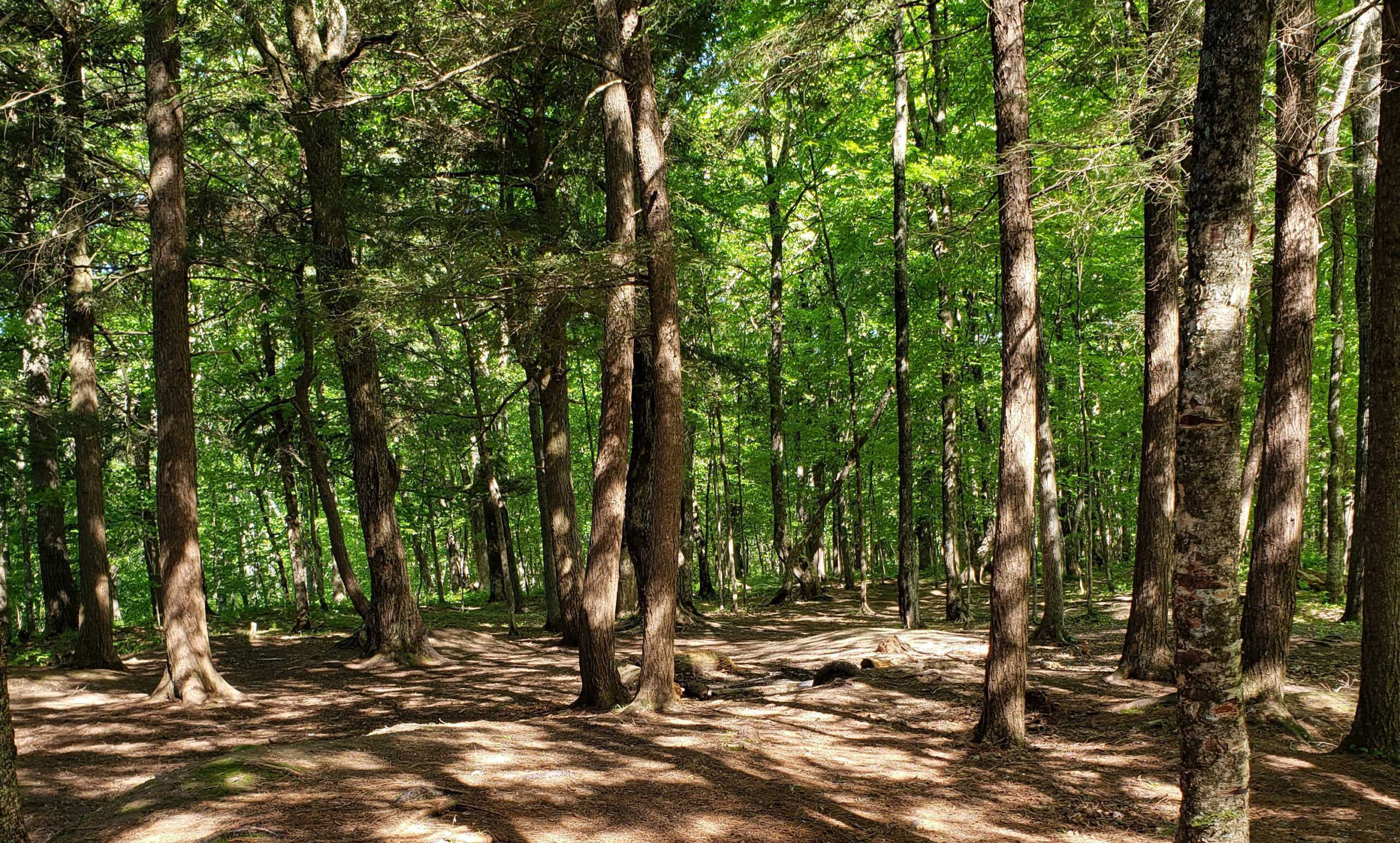 Chequamegon-Nicolet National Forest