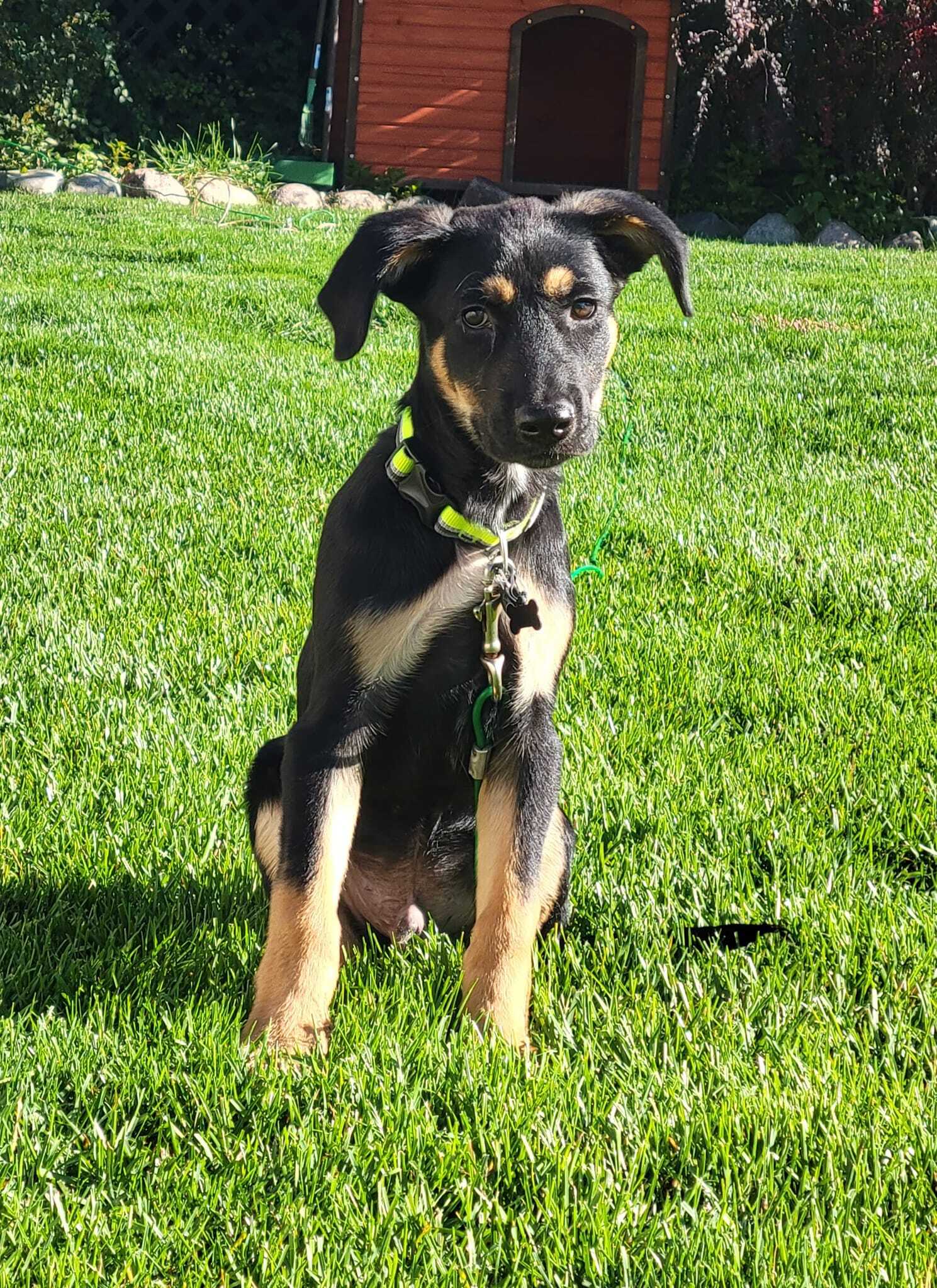 Four-month-old puppy Forrest Stump.