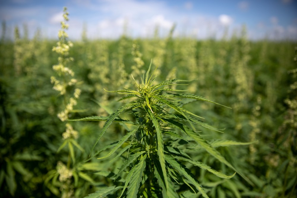 2018 was Wisconsin’s first year of legalized hemp production.