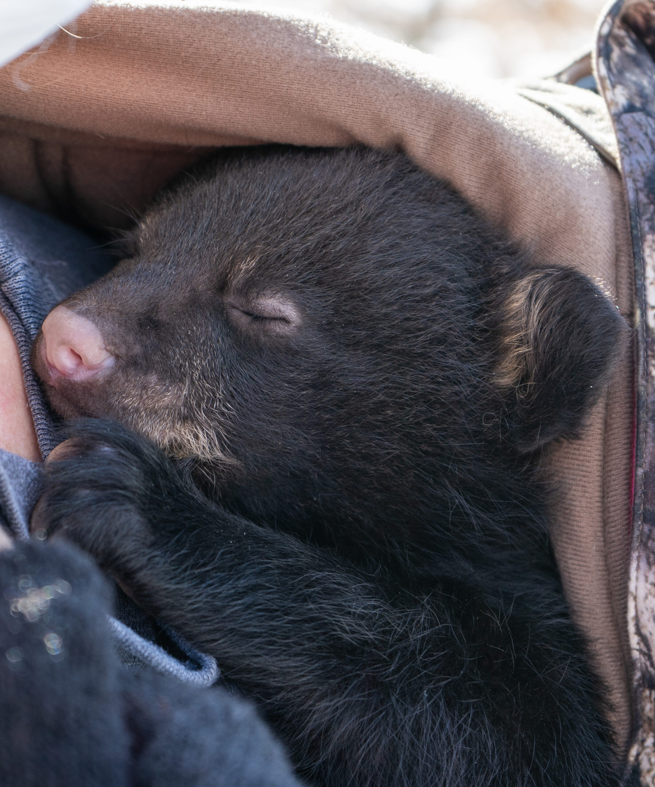 bear cub