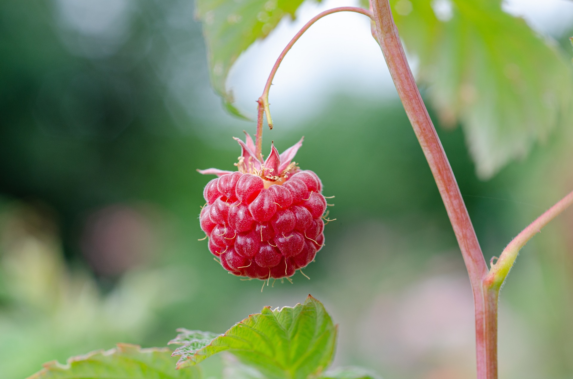 Raspberry in a garden.