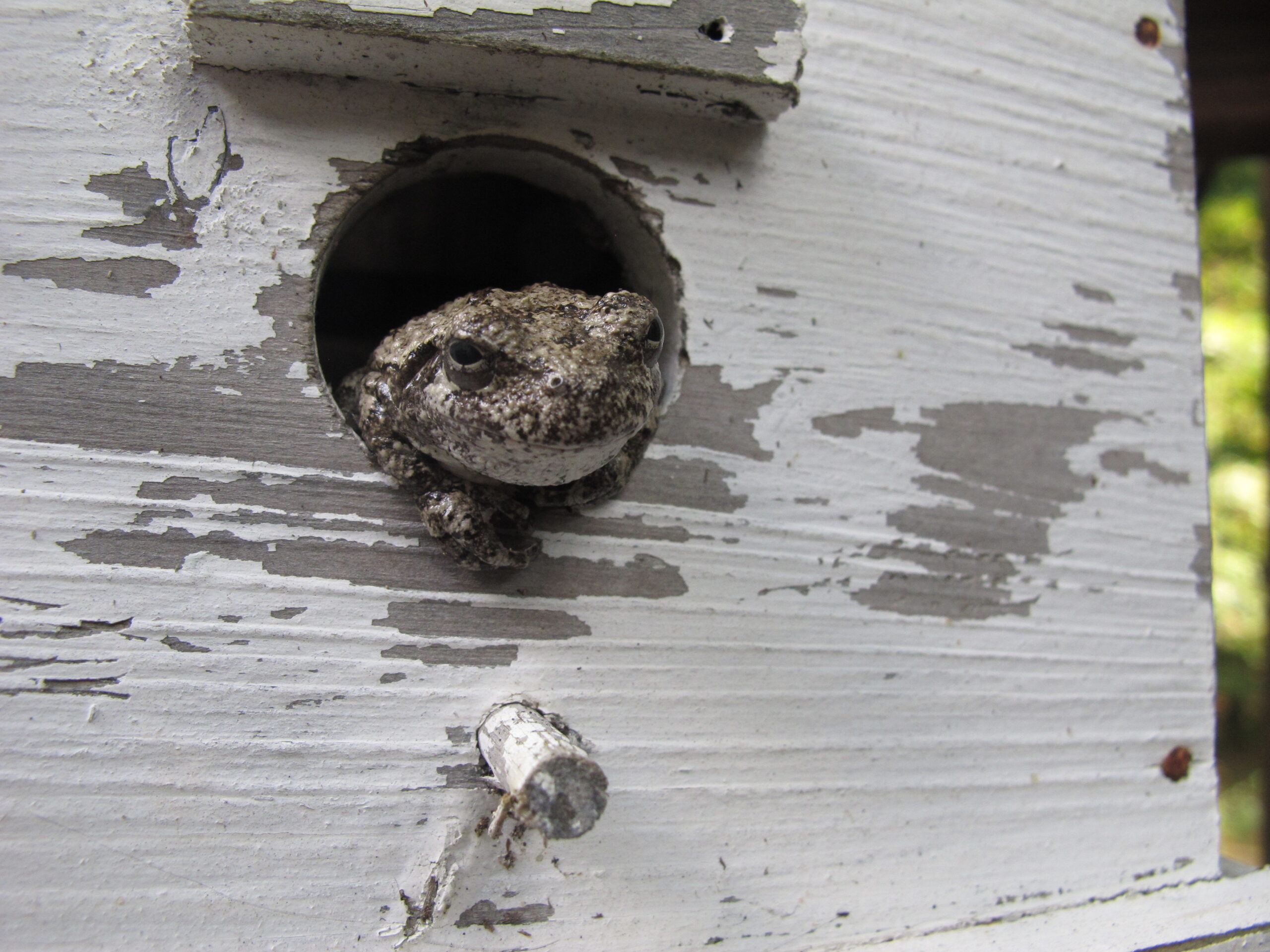 A frog poking its head out of a bird house