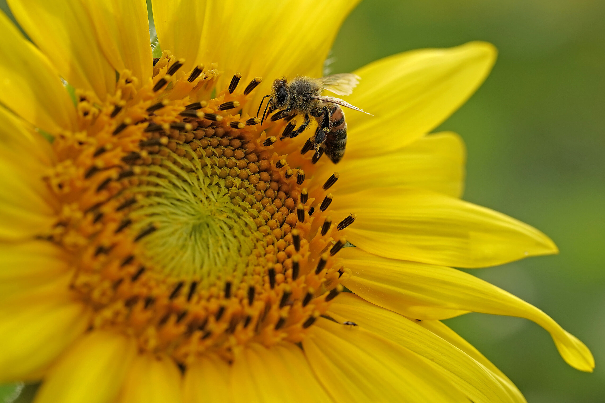 A close-up image of a bee sitting on a sunflower. There are specks of pollen all over the bee and flower.