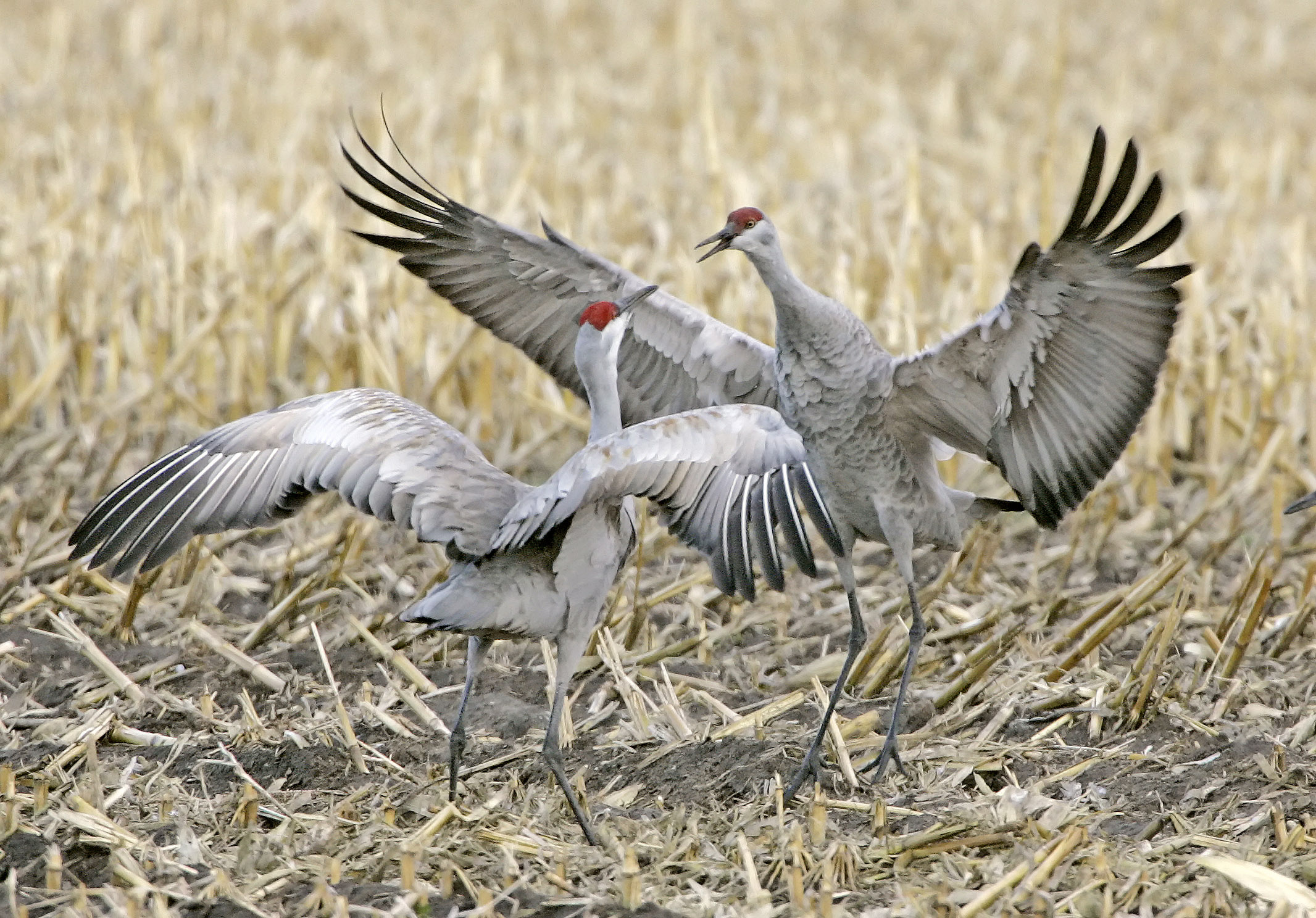 A 'conservation success story': first Great Midwest Crane Fest to