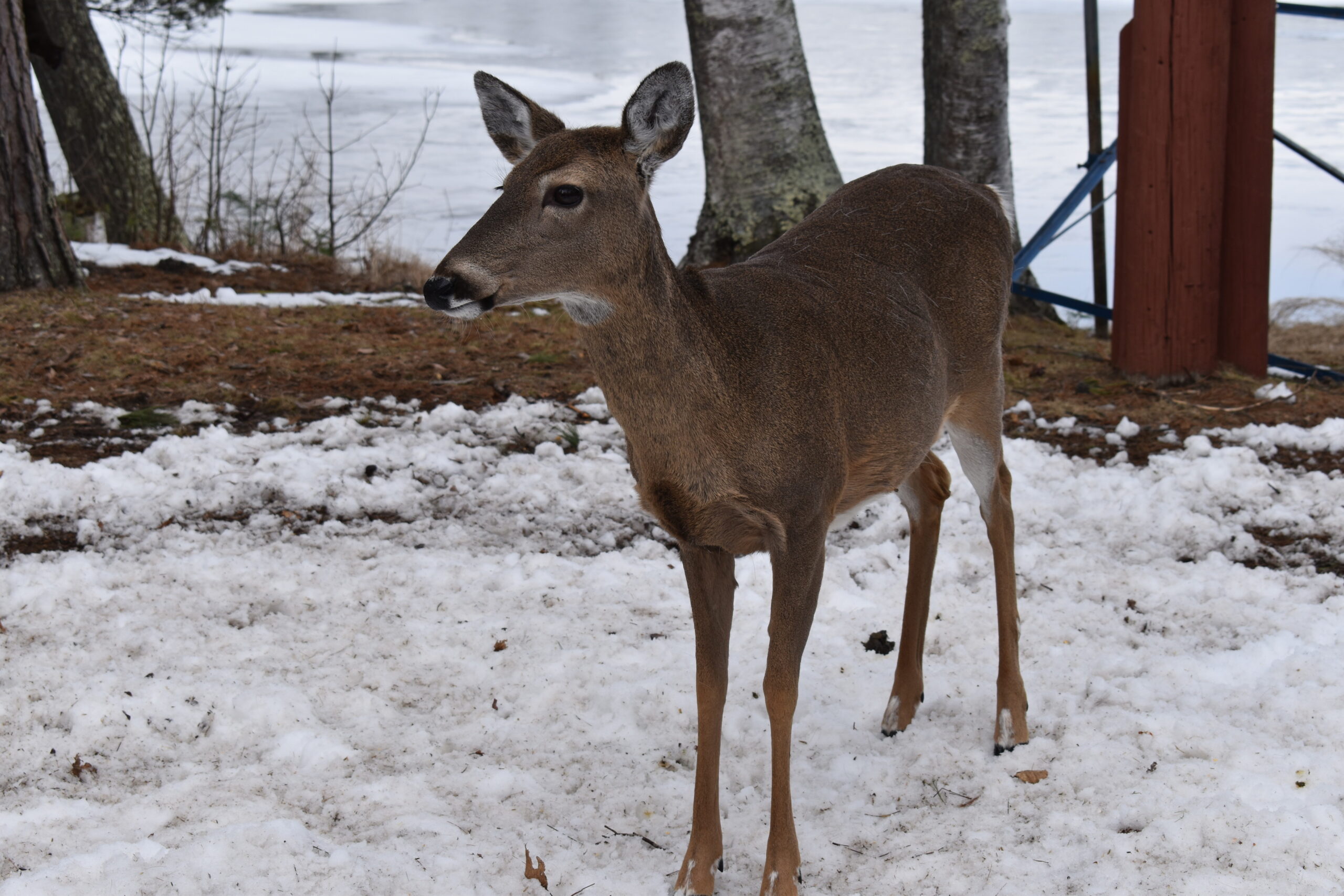 A deer stands in the backyard of the Rooney's new home