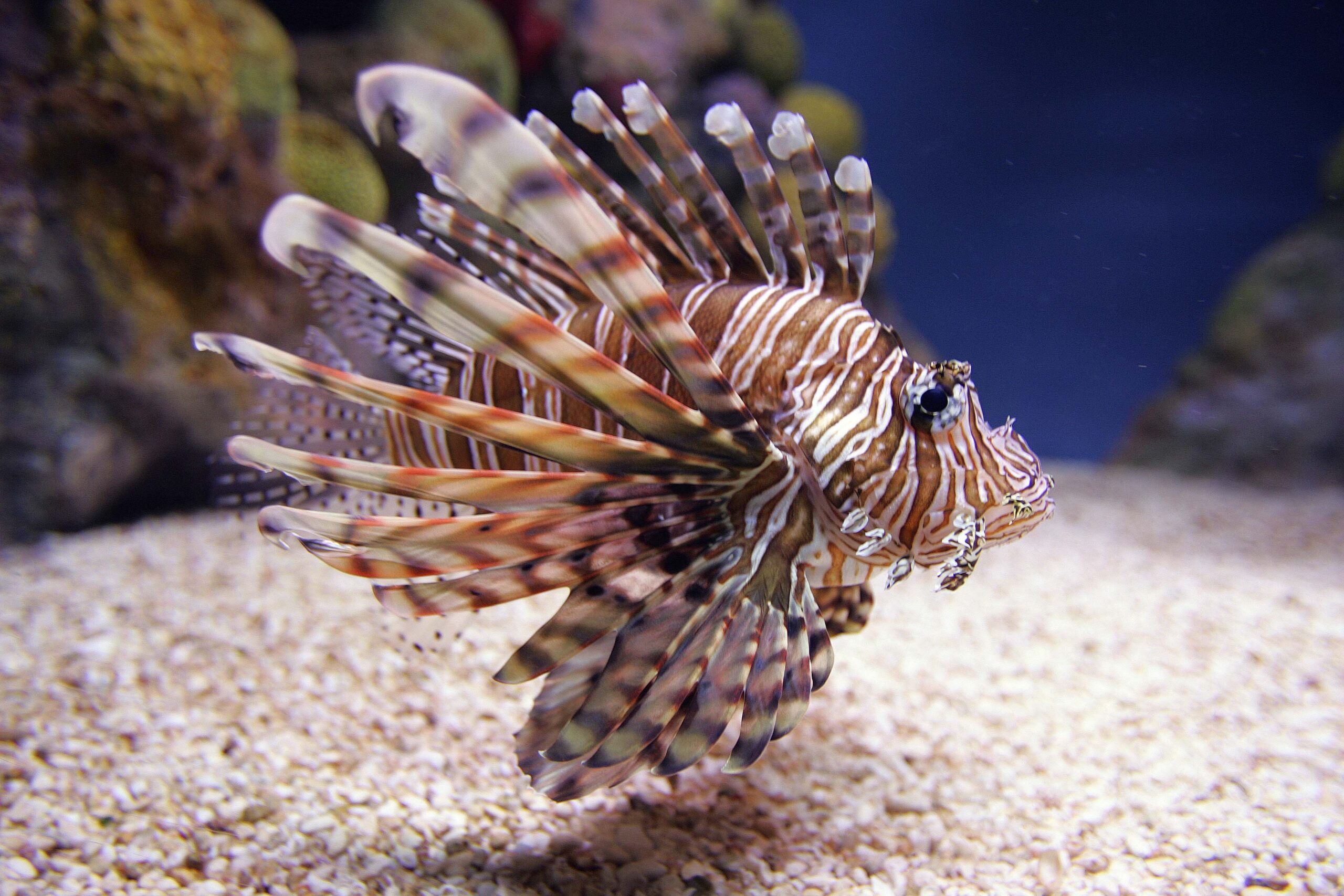 A spikey, striped lionfish swims in a tank.