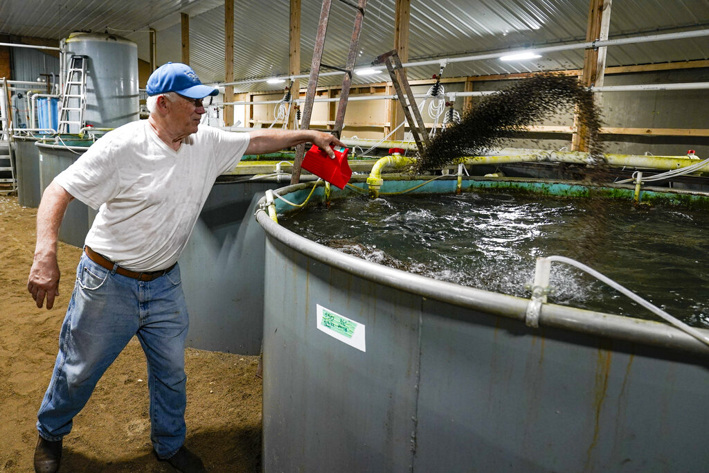 A fish farmer throws some fish food into a large tank holding dark water.