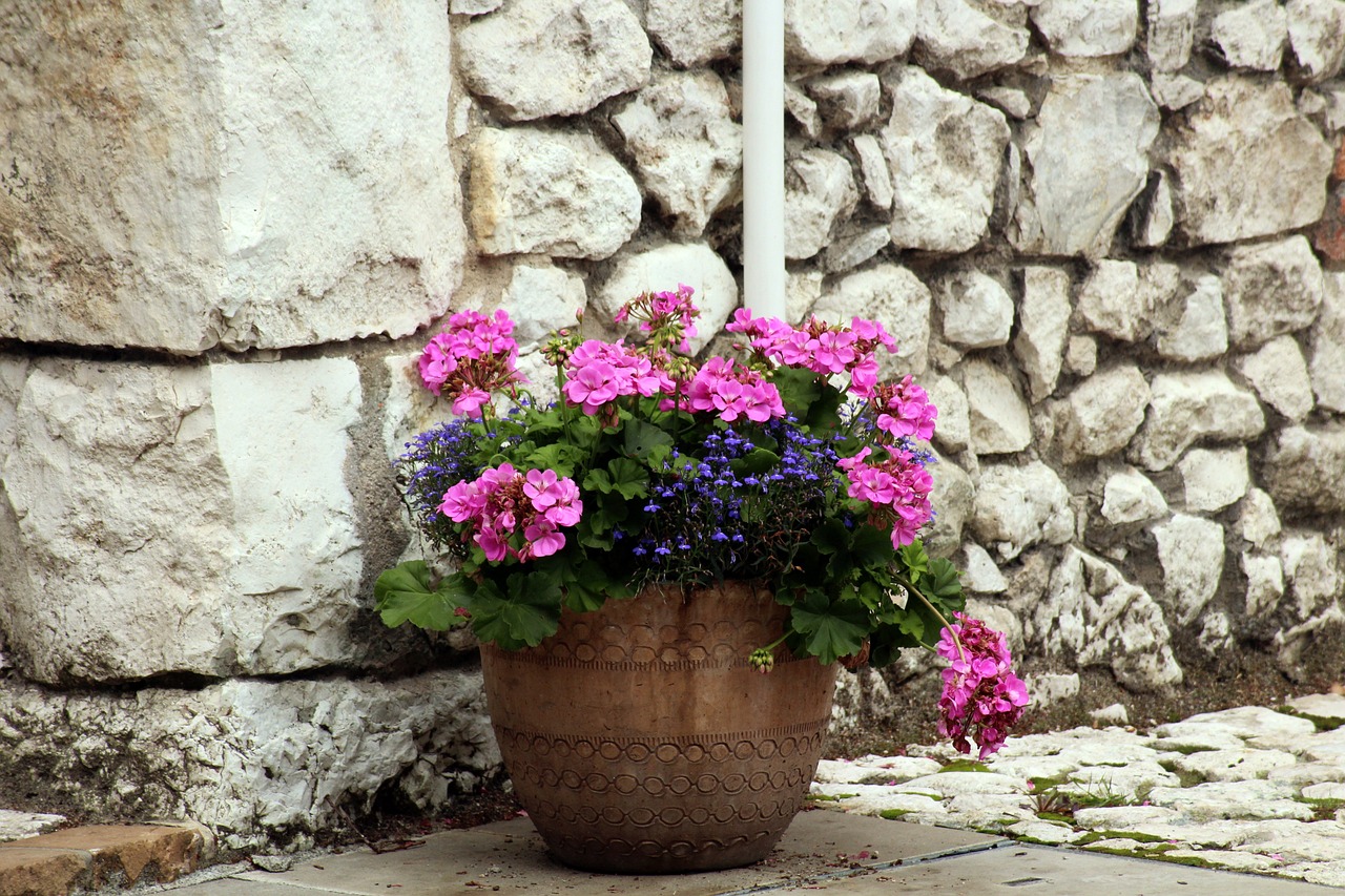 Fuchsia geraniums in decorative terra cotta pot.