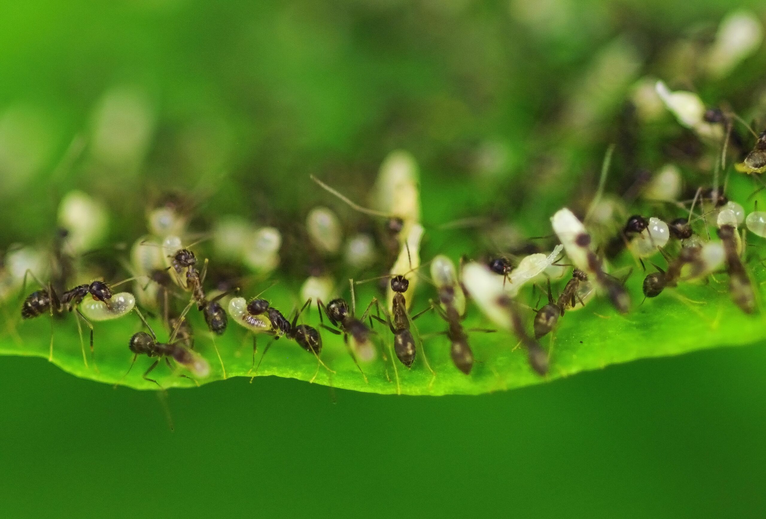 Many small black ants carry round, white eggs about their same size across a leaf.
