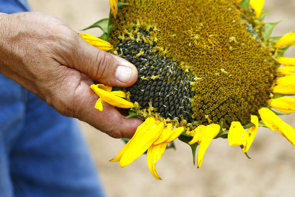 This is a July 13, 2018 photograph of Ted H. Kendall IV of The Gaddis Farms, showing what sunflower seeds look like in the flower on The Gaddis Farms in Bolton, Miss. Frequent rains and long stretches of sun have helped the flowers grow this season. (AP P