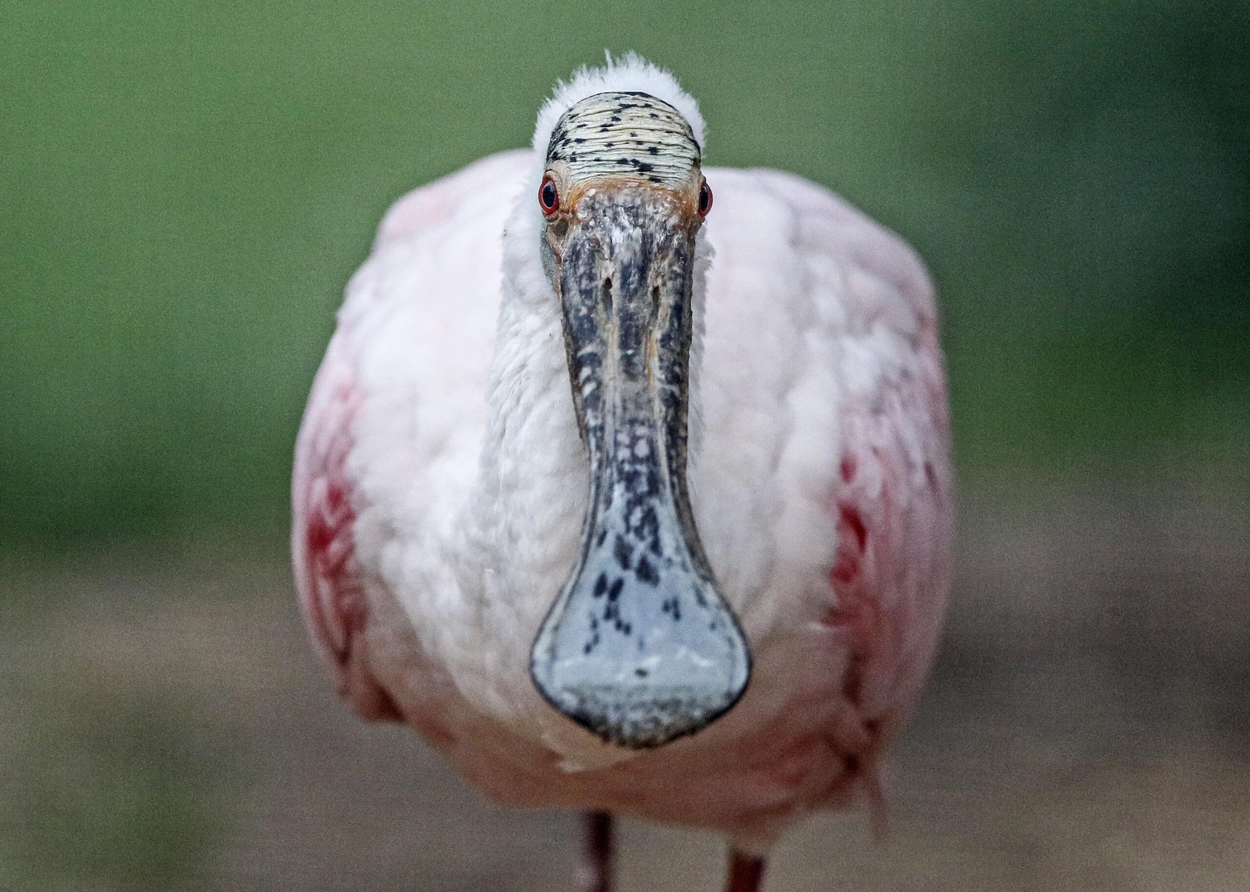 Birders flocking to Green Bay to see ‘mega-rarity’ roseate spoonbill