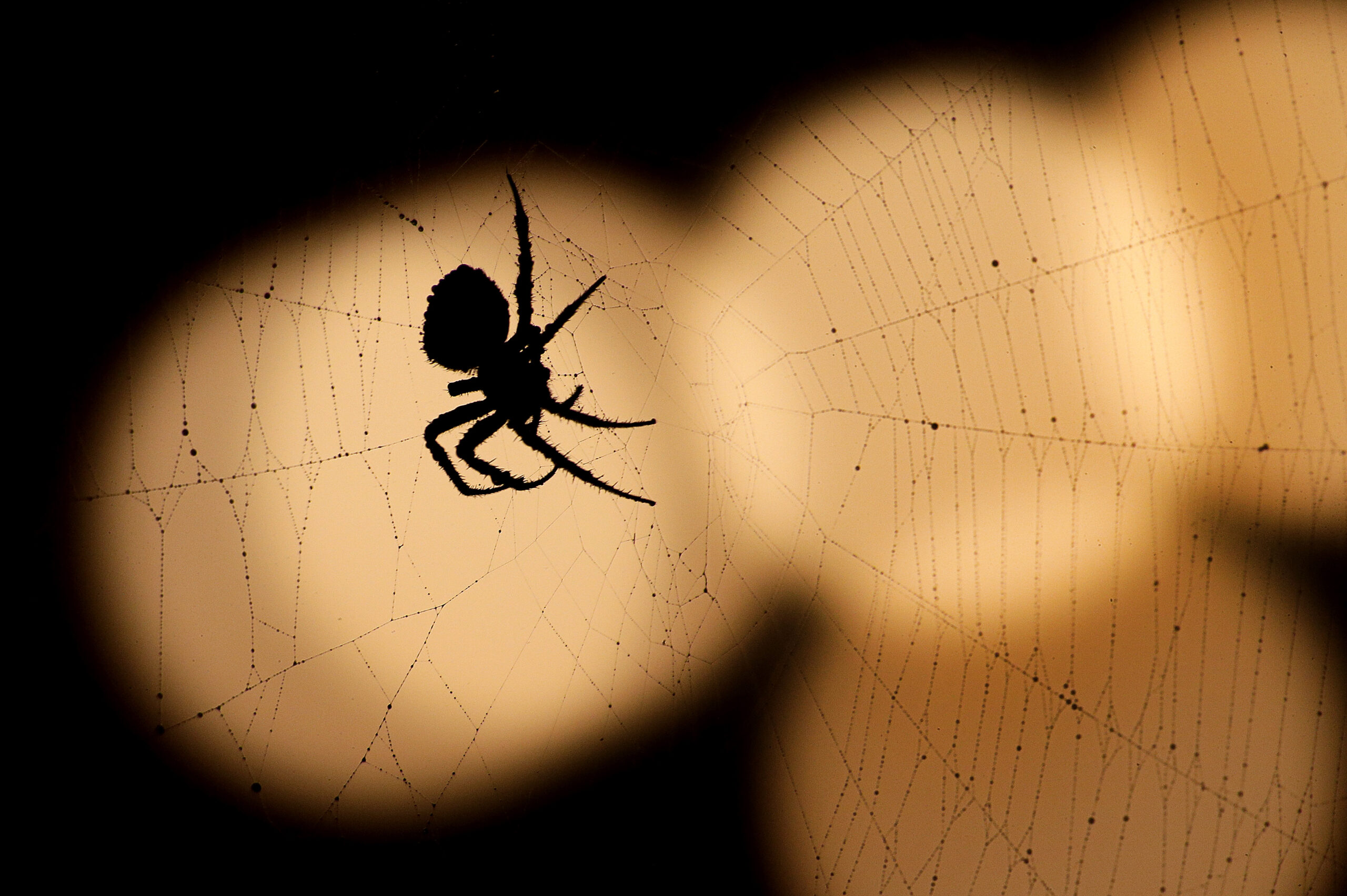 A large spider sits on its web. The picture is a silhouette, so we can't see it's coloring.