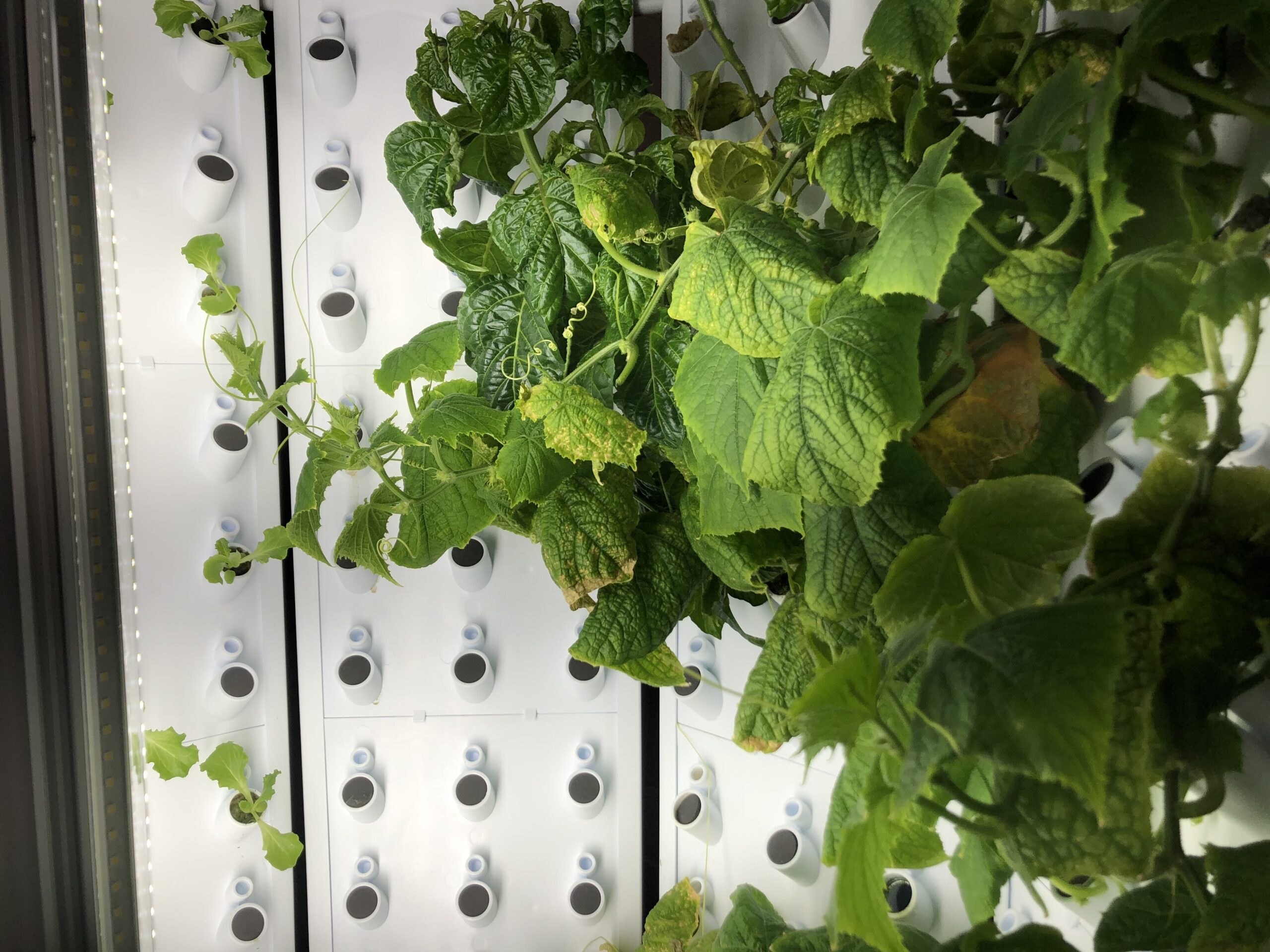 Leafy greens grow on a Flex Farm.