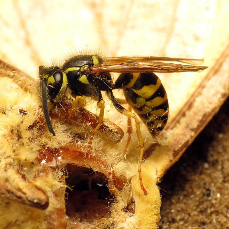 There's a good reason yellow jackets are hanging around you - WPR