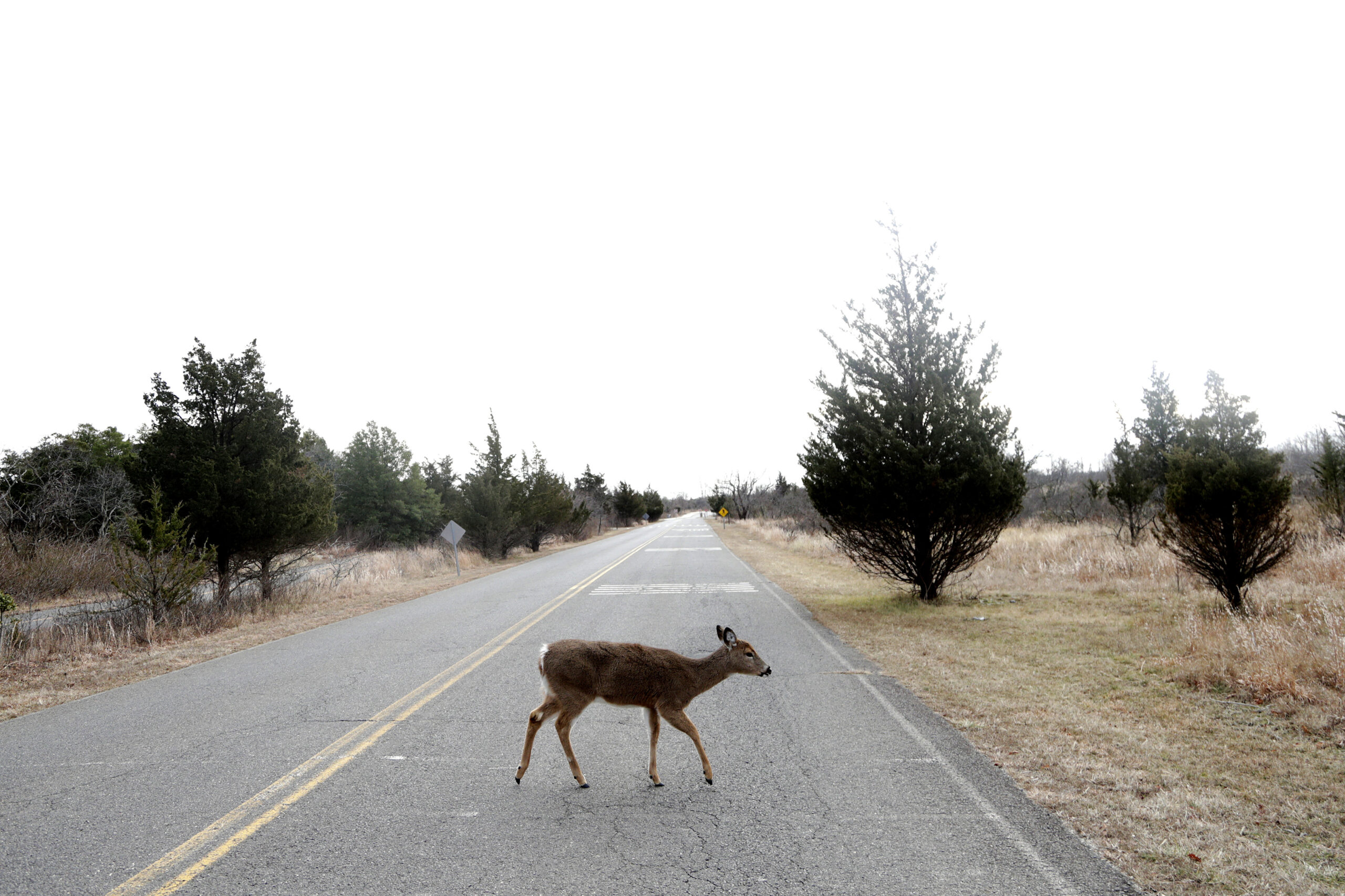 A whitetail deer walks acros an empty road in a park.