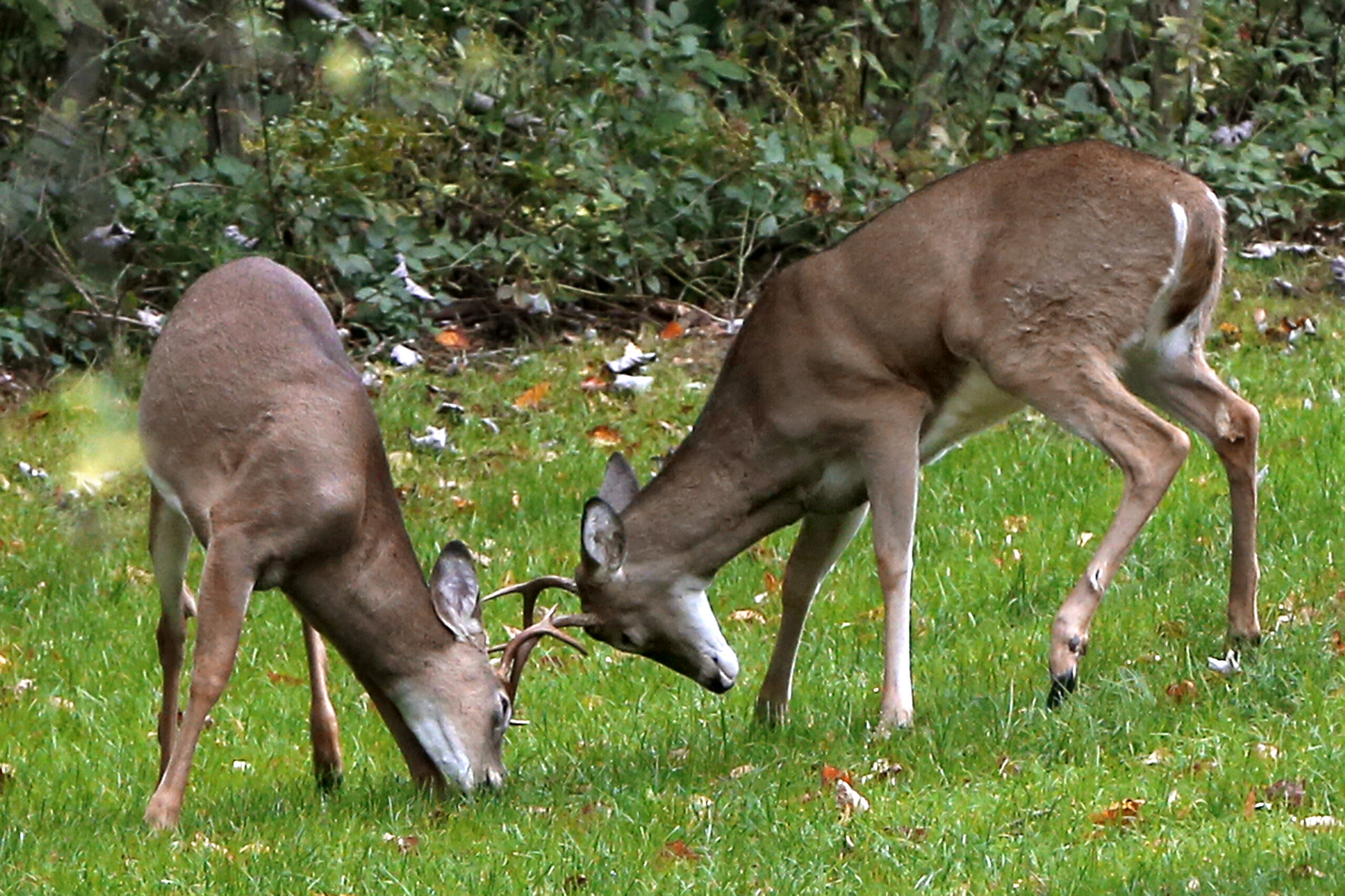 A pair of buck white tail deer lock antlers