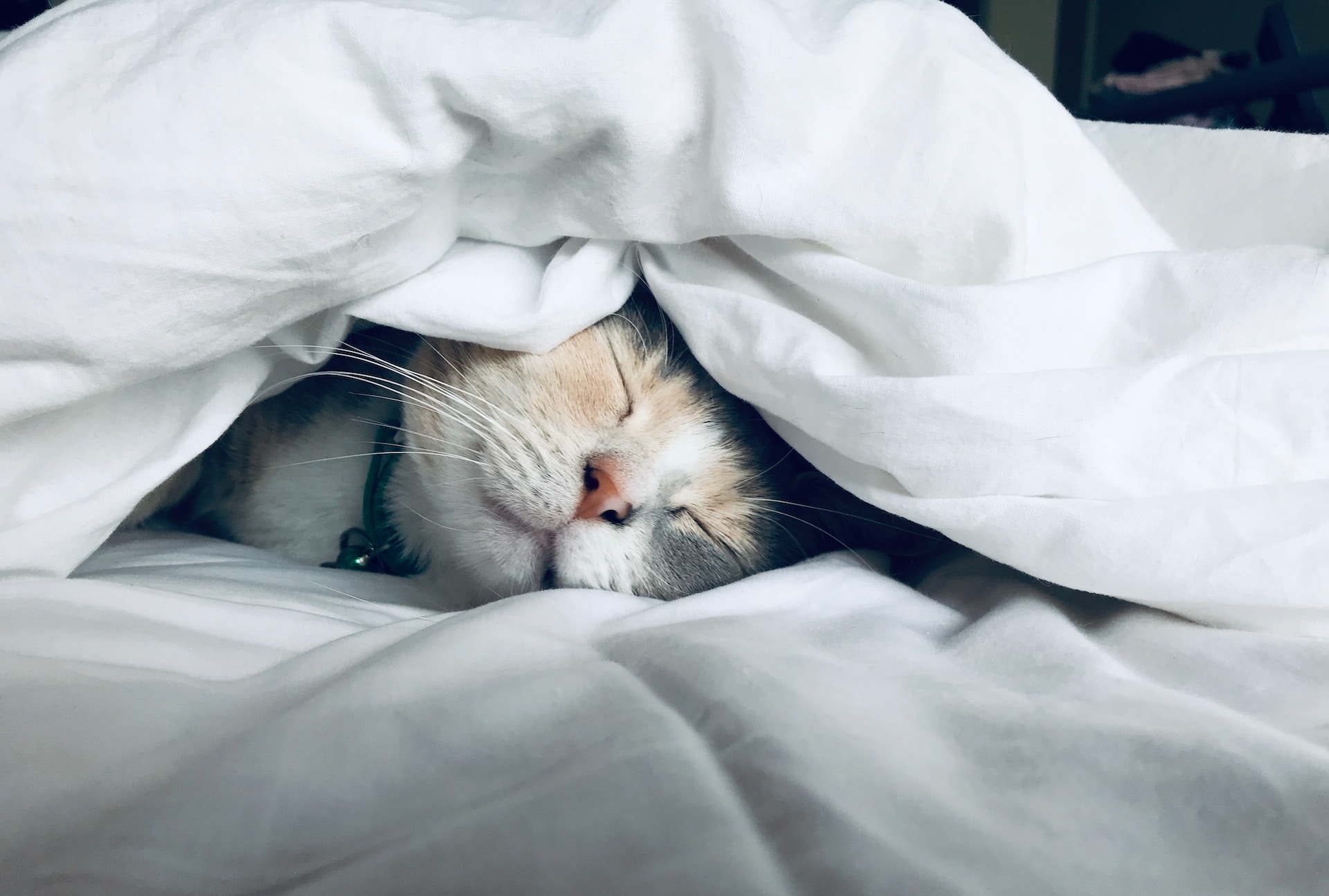 A cat sleeping under covers