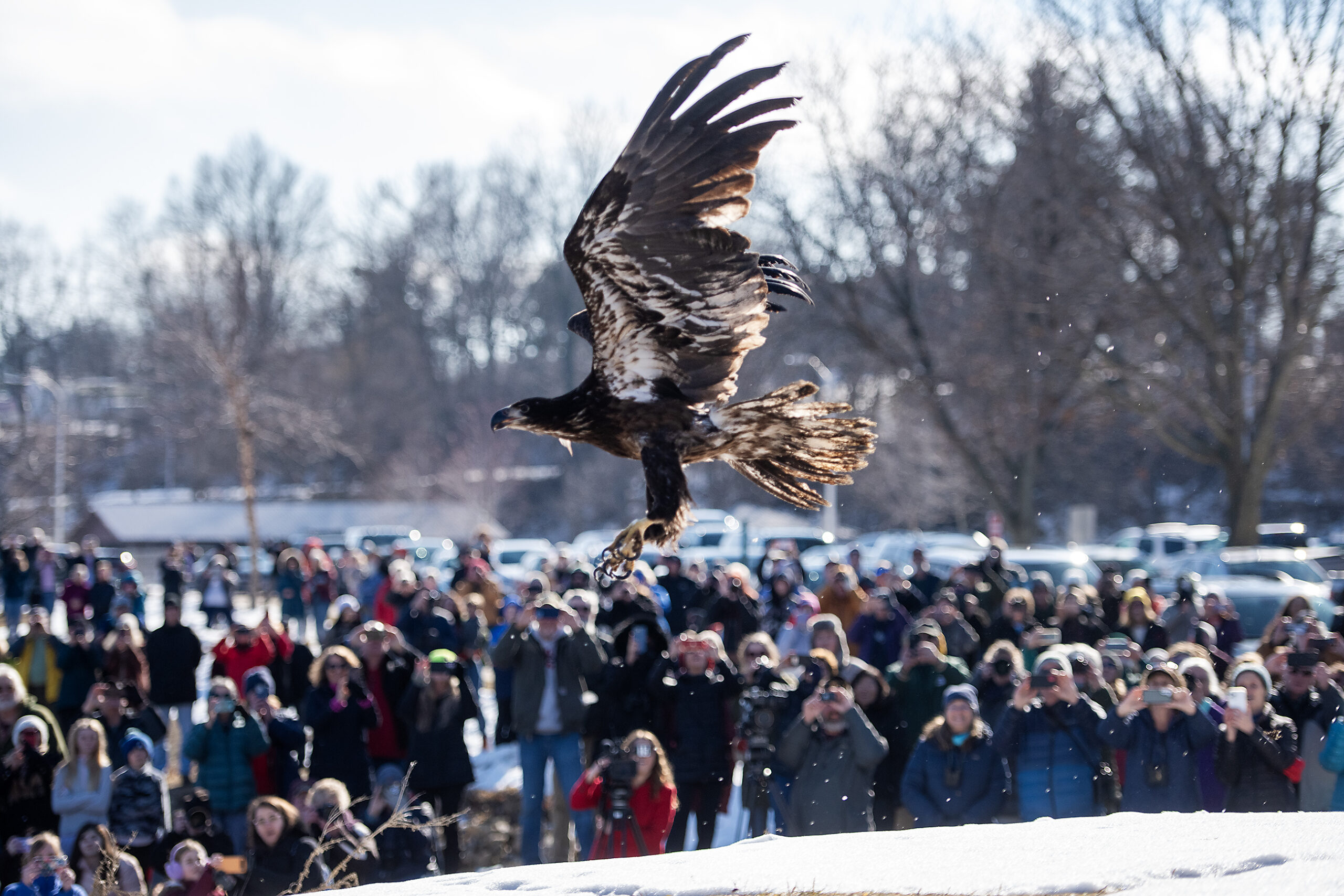 An eagle is seen from the side as it flies. A large crowd holds up phones and cameras as they watch.