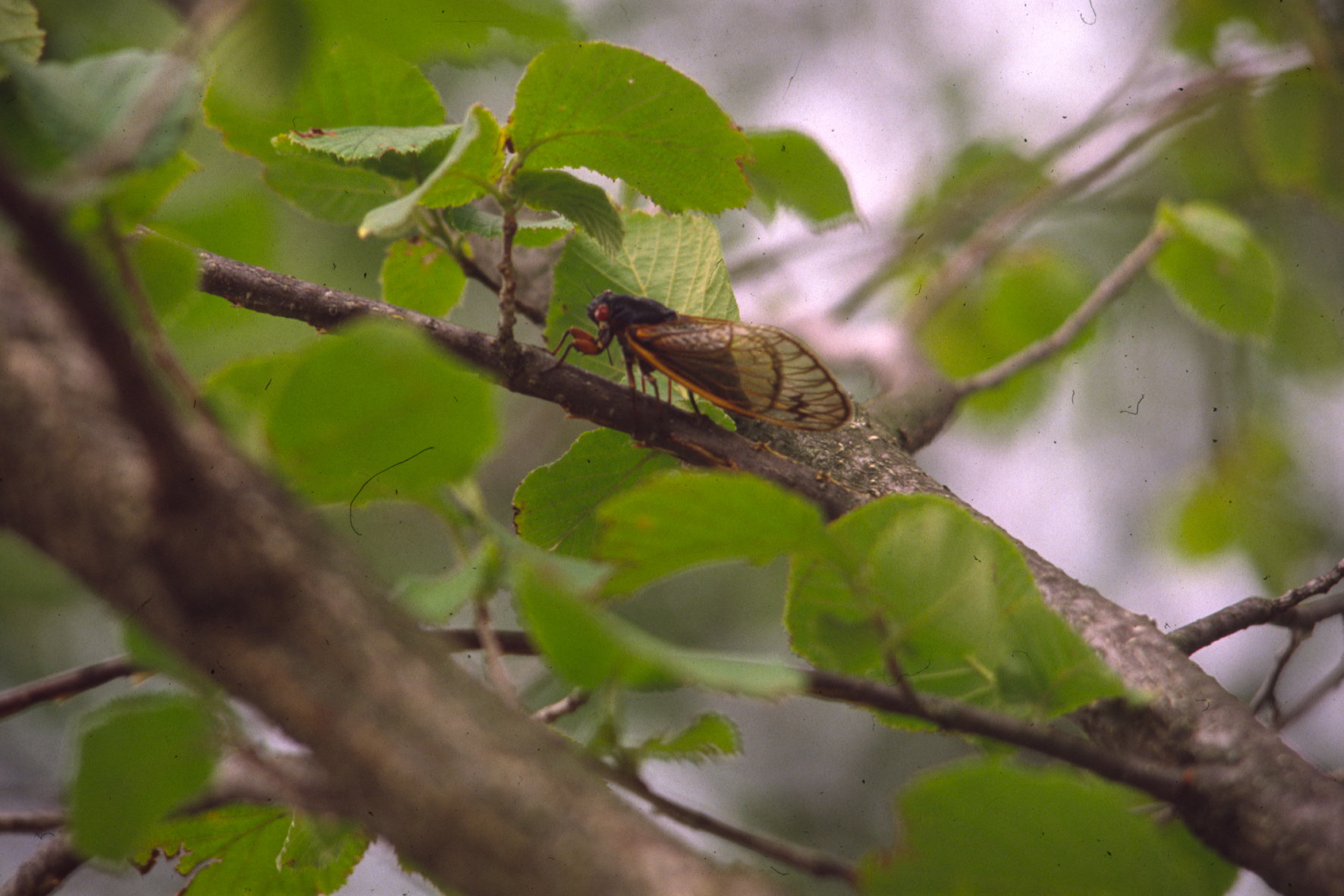 Cicada records help scientists study long-term health impact of pesticide exposure
